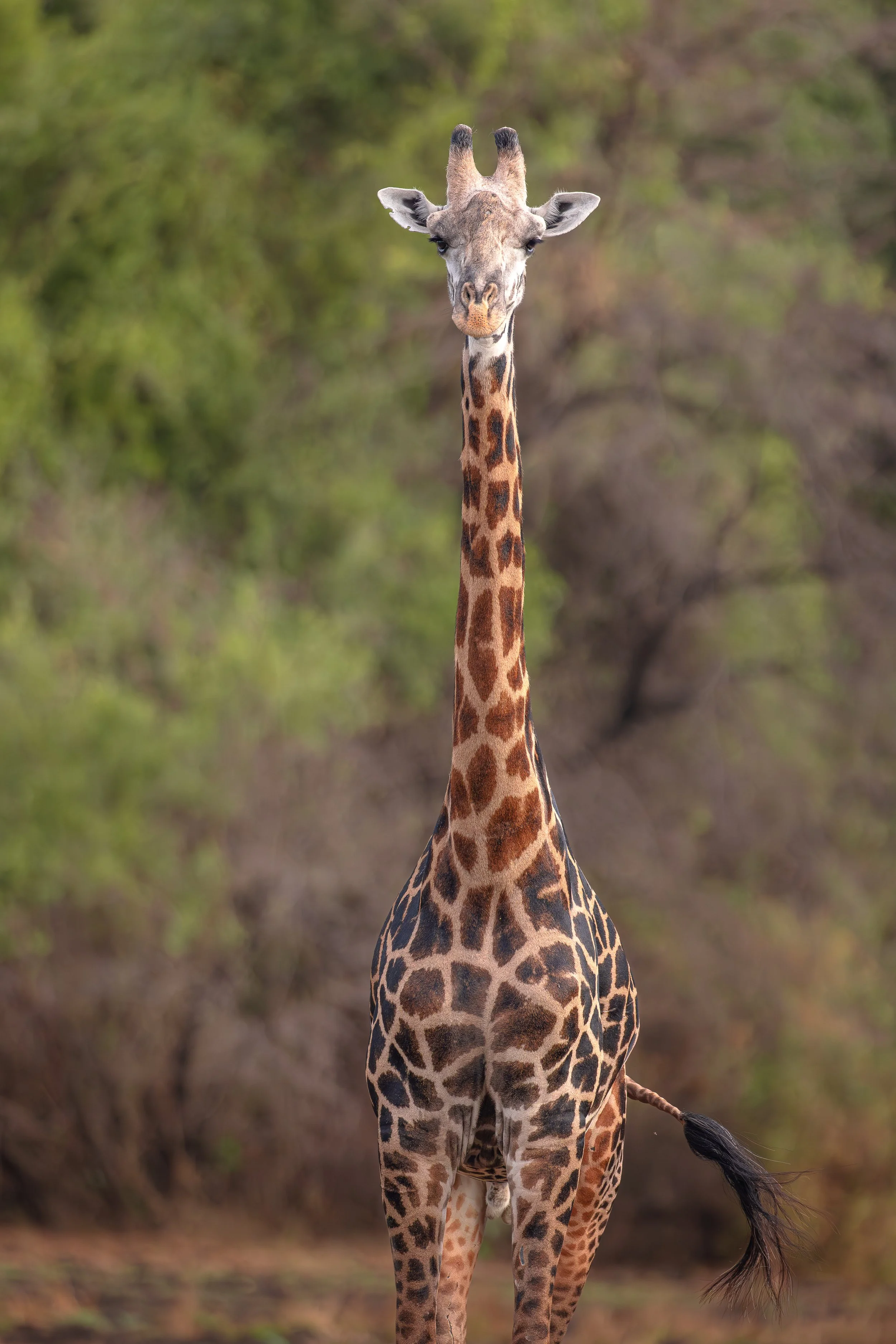 Giraffe-10.jpg