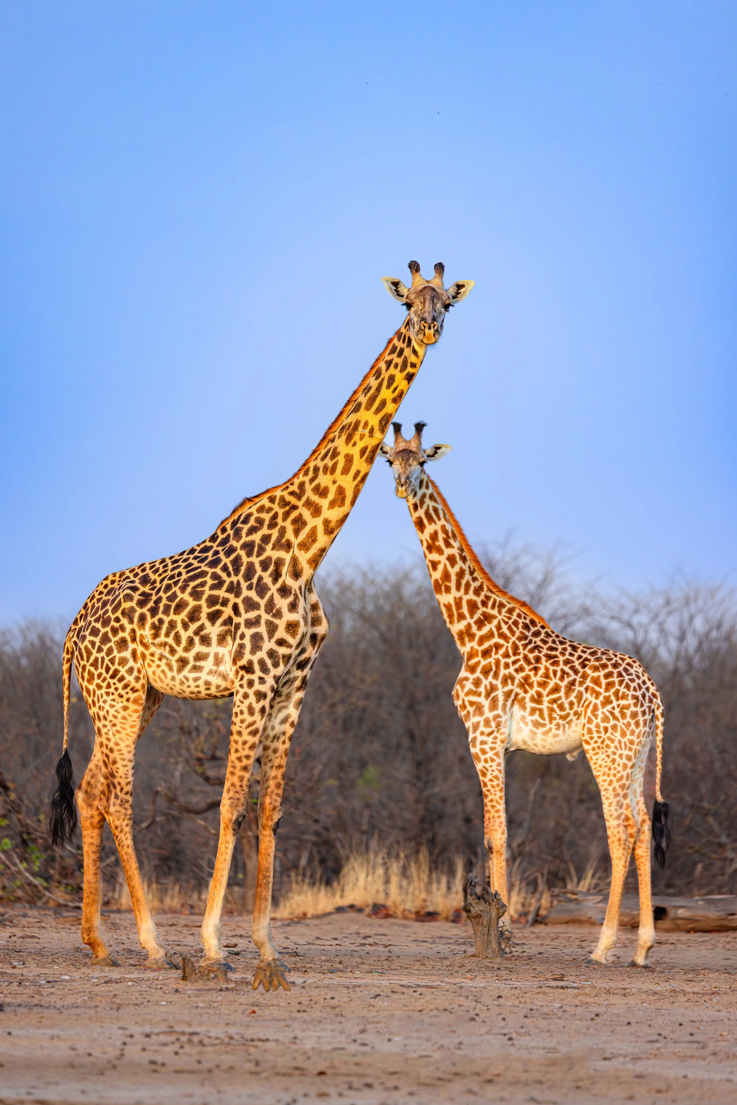 Giraffe-14.jpg