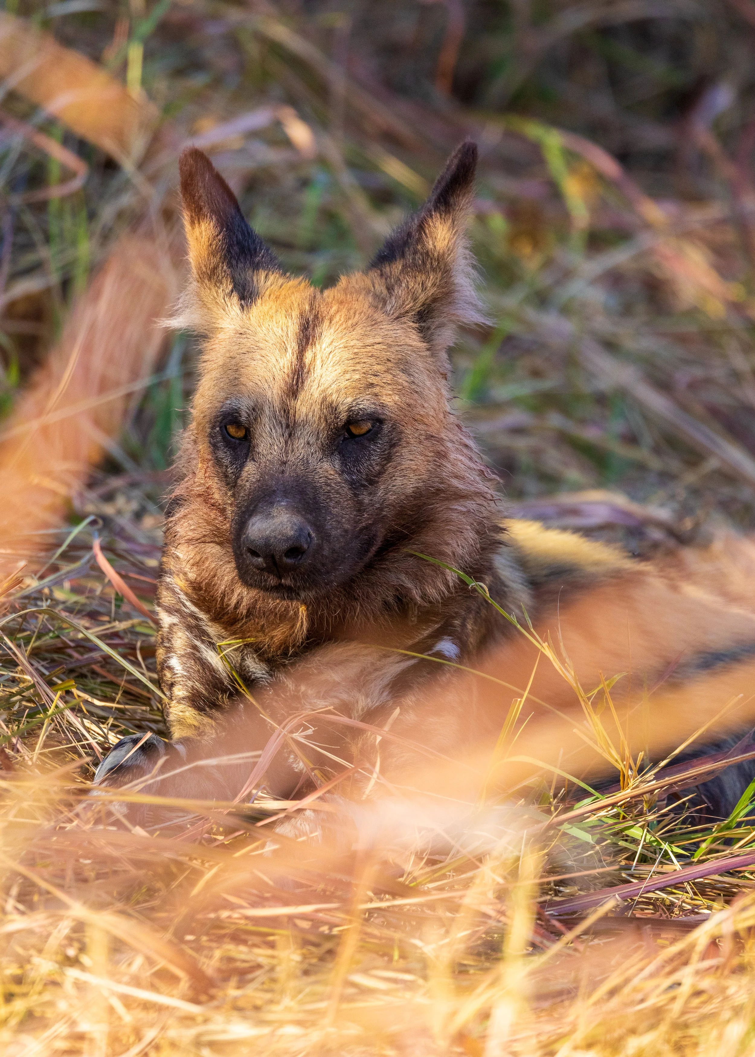 Wild Dog-04.jpg