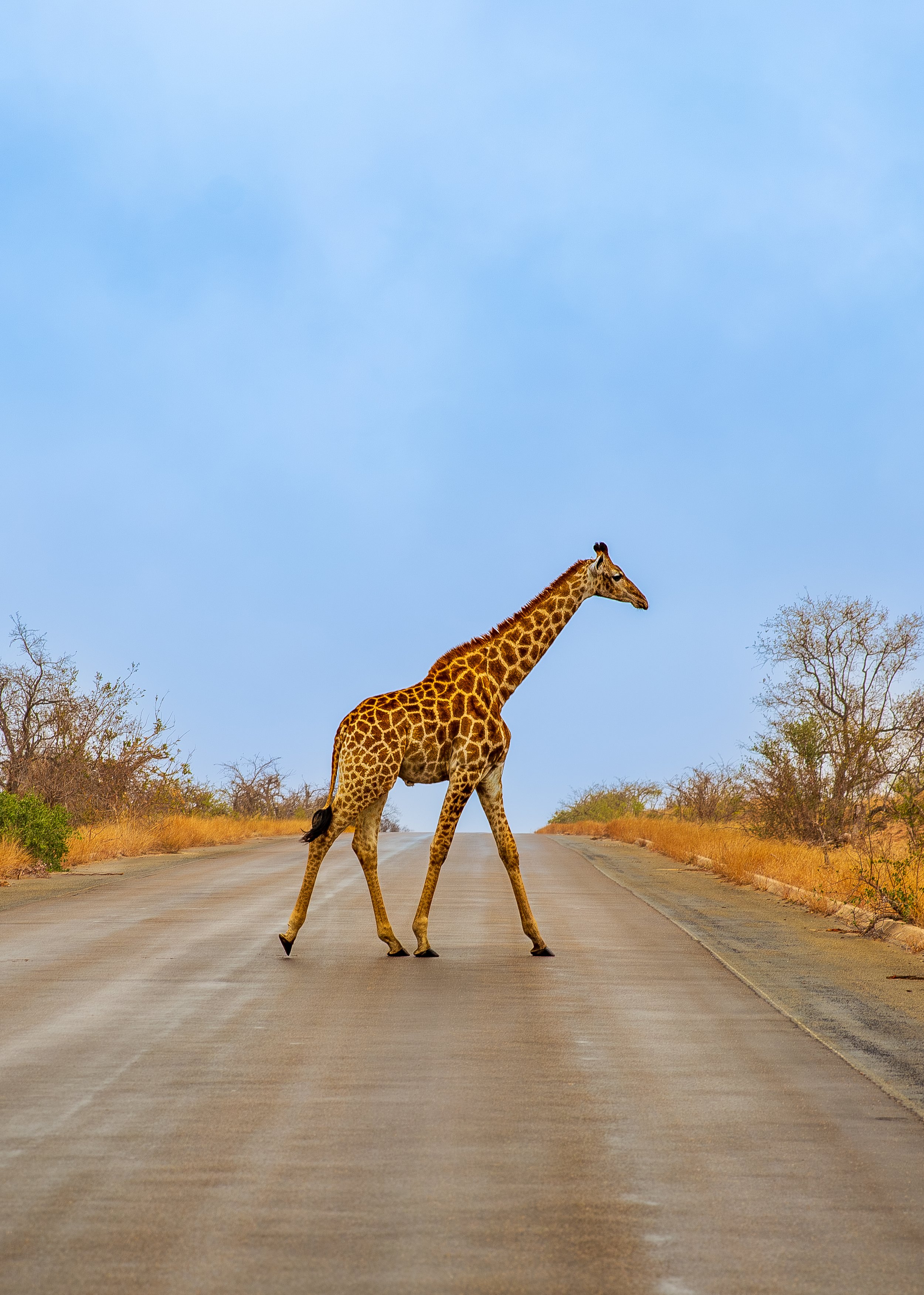 Giraffe-9.jpg