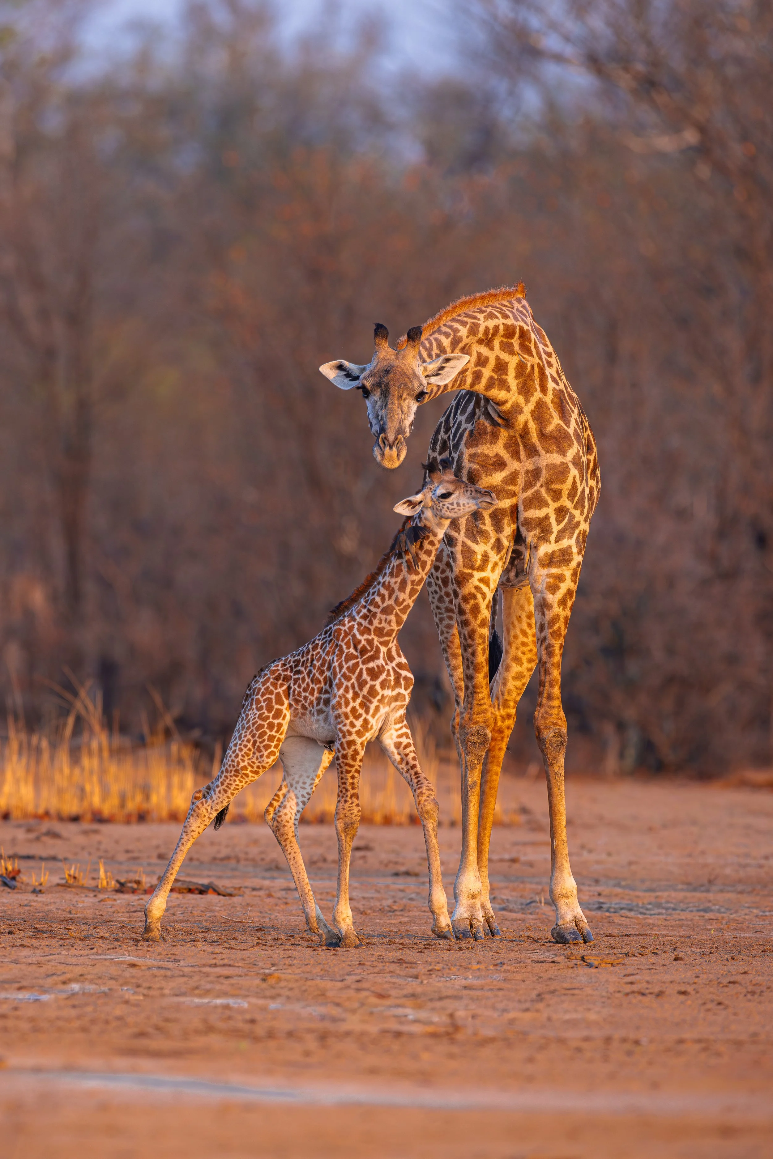 Giraffe-12.jpg