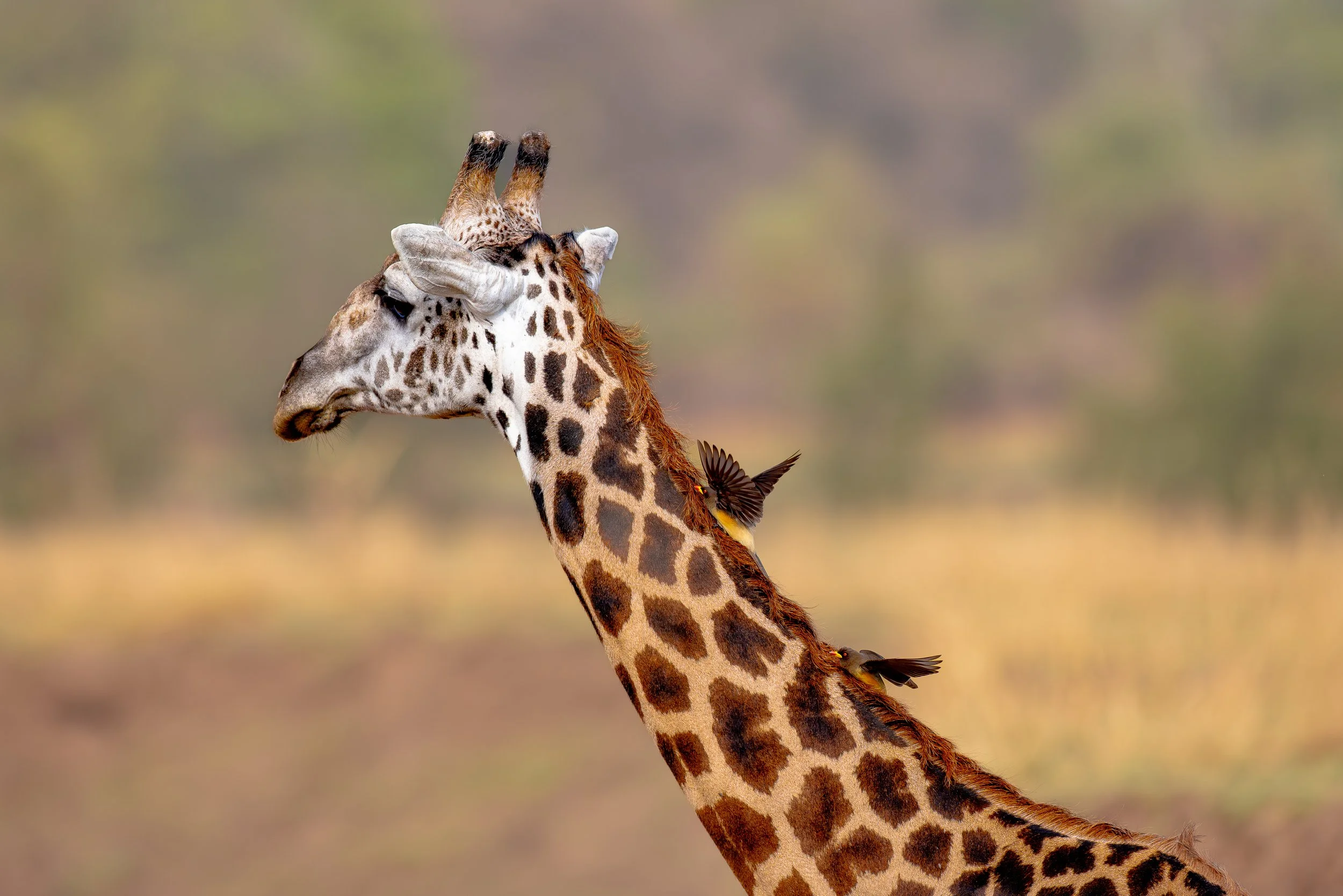 Giraffe-11.jpg