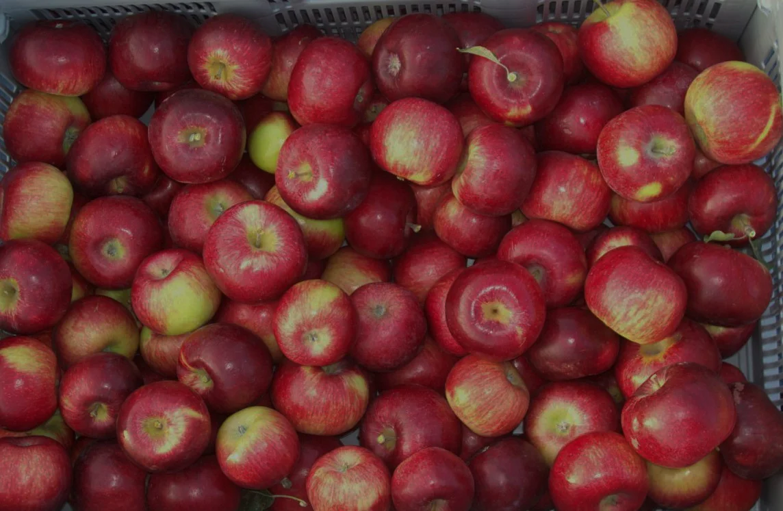 Apples.jpg