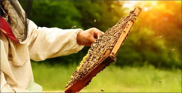Beekeeper Wanted