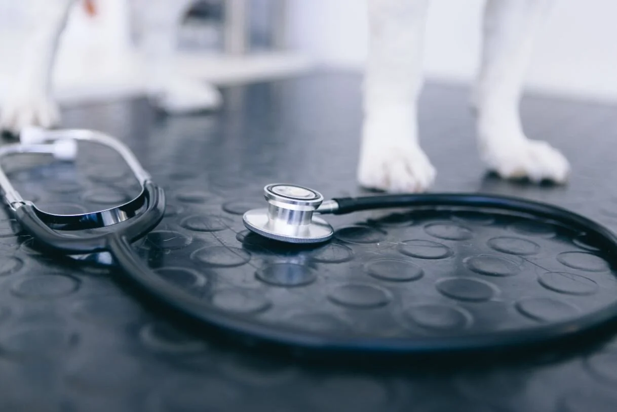 paws and stethoscope on exam table.JPG