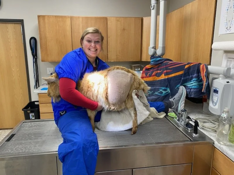 Cara with c-section goat Leona Ranch.jpg