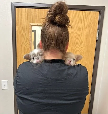MM & Straight Puppies 1.jpg