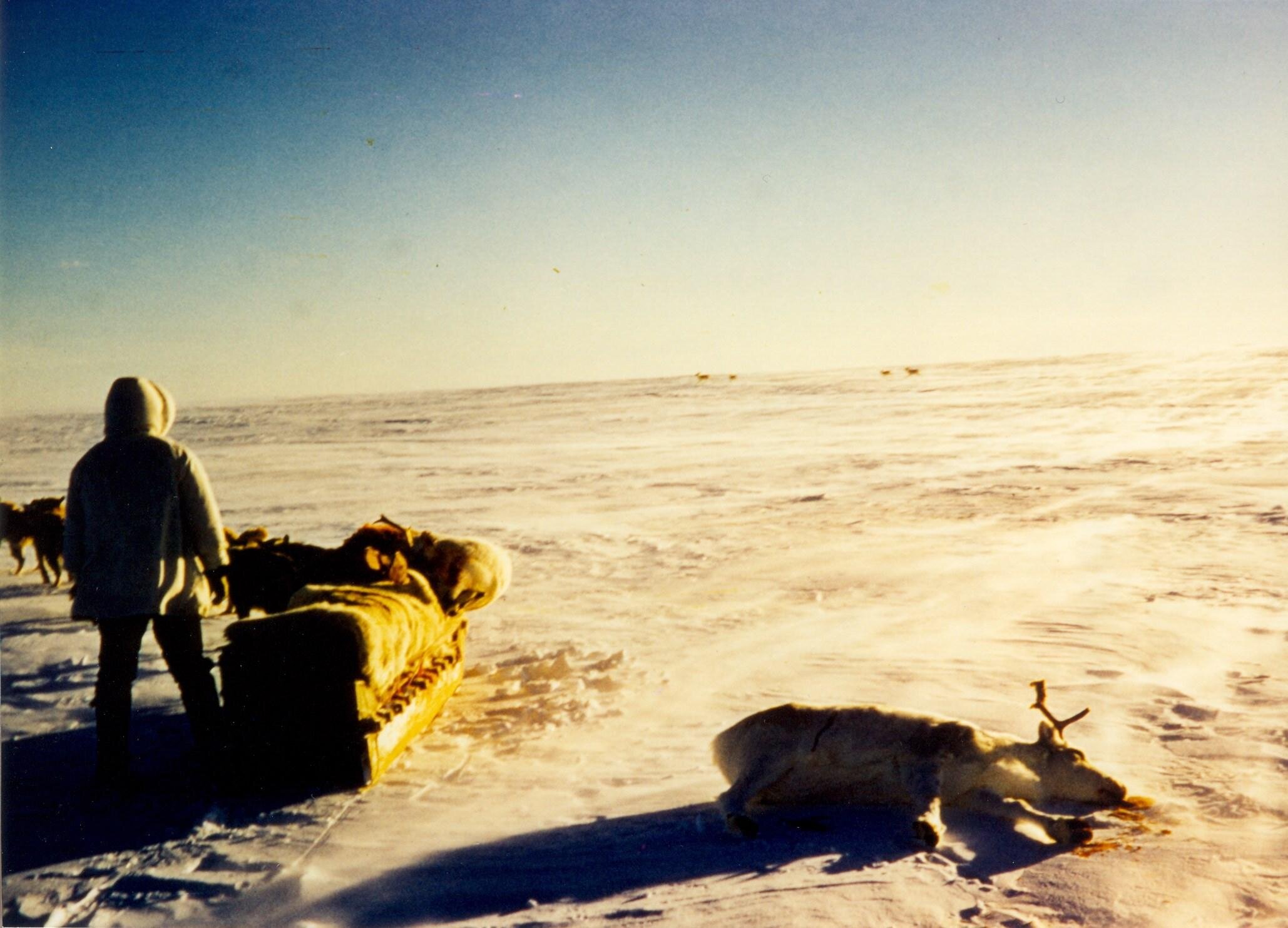 Photo: Peter Esau Hunting Caribou, from Inuvialuit Cultural Centre Digital Library