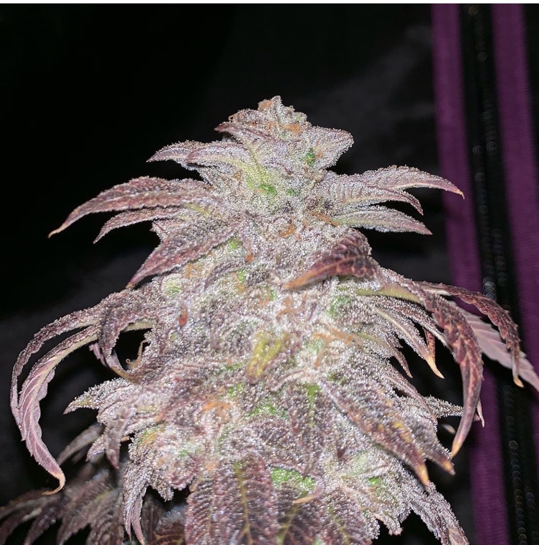 Most important feminized pot seeds Peanut Butter Breath can help easing vomiting