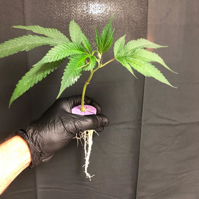 🌴Healthy Roots !!🌱 Get your orders in and get some medicinein the ground !!
🌱Clones and Teens...🌴 #planta #growplanta #clonesforsale #roots #wedontgrowthesame #localfarmers #growyourownmedicine #oklahomacannabis #plantsnotpills #phenohunters #can