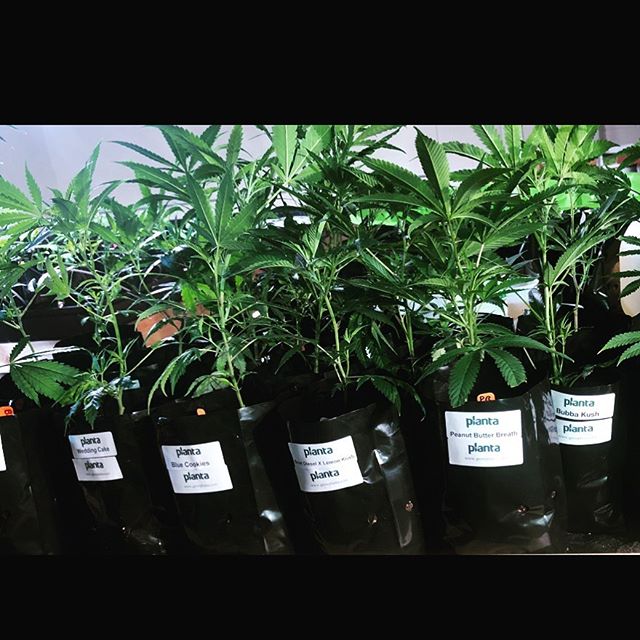 🌱Teen size plant drop alert🌱😱
Perfectly rooted and ready to flower !!!🌻🌸🌲
Stop by @thejointcannabisclub and pick up a ready to flower teen size 🌲 plant !🌲 #planta #growplanta #clonesforsale #roots #wedontgrowthesame #localfarmers #growyourown