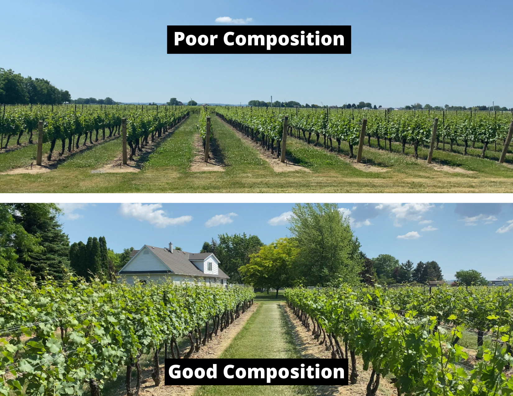 Two pictures of a vineyard. This is a poor vs good composition example.