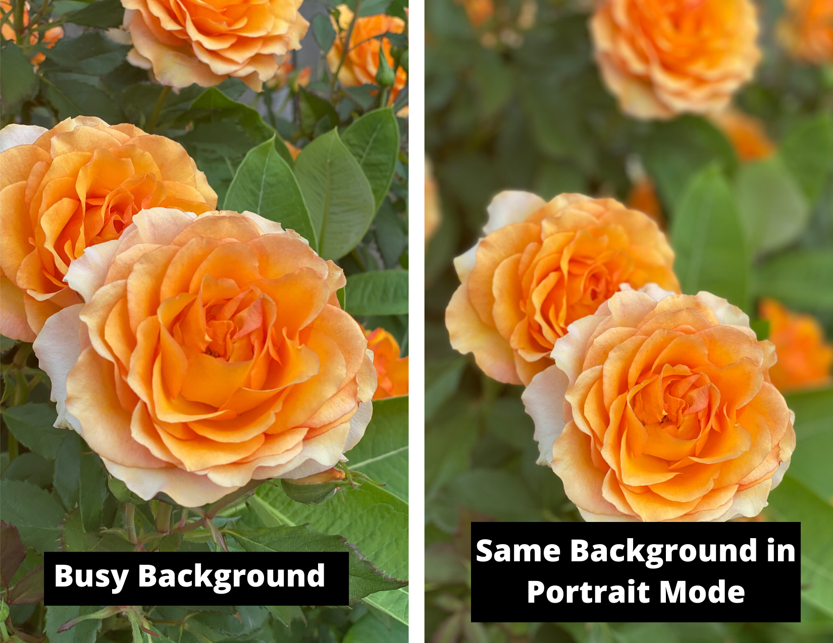 Two versions of a photo of orange roses. One the background is sharp the second is taken in portrait mode with a blurry background.