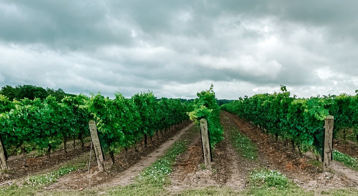 Best Non-Traditional Wineries in Niagara-On-The-Lake