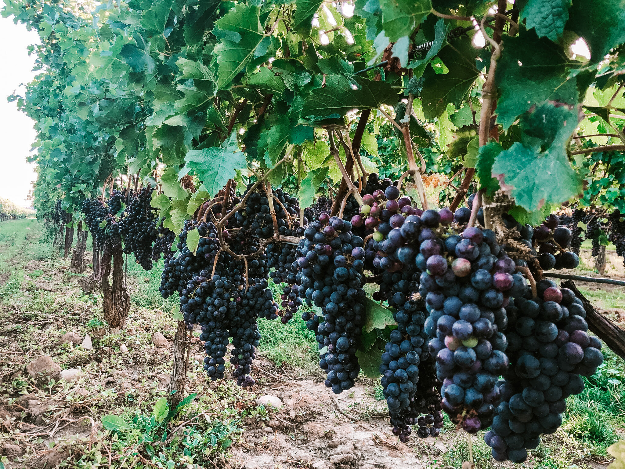 The Best Wineries in Niagara-On-The-Lake