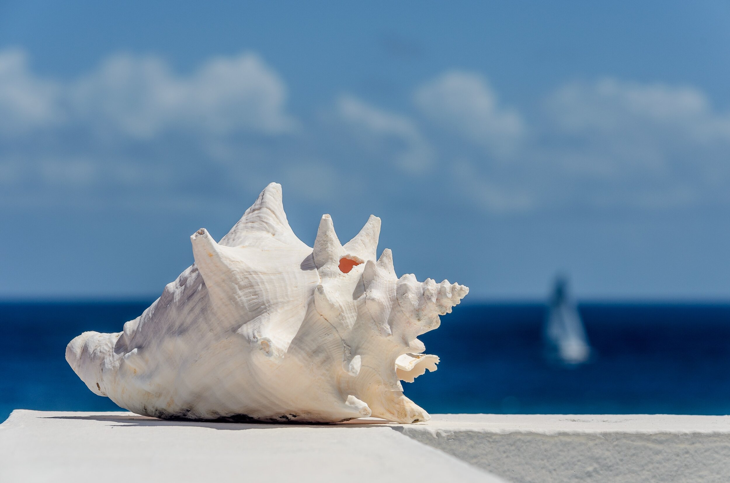A close up of a white conch with the ocean behind it.