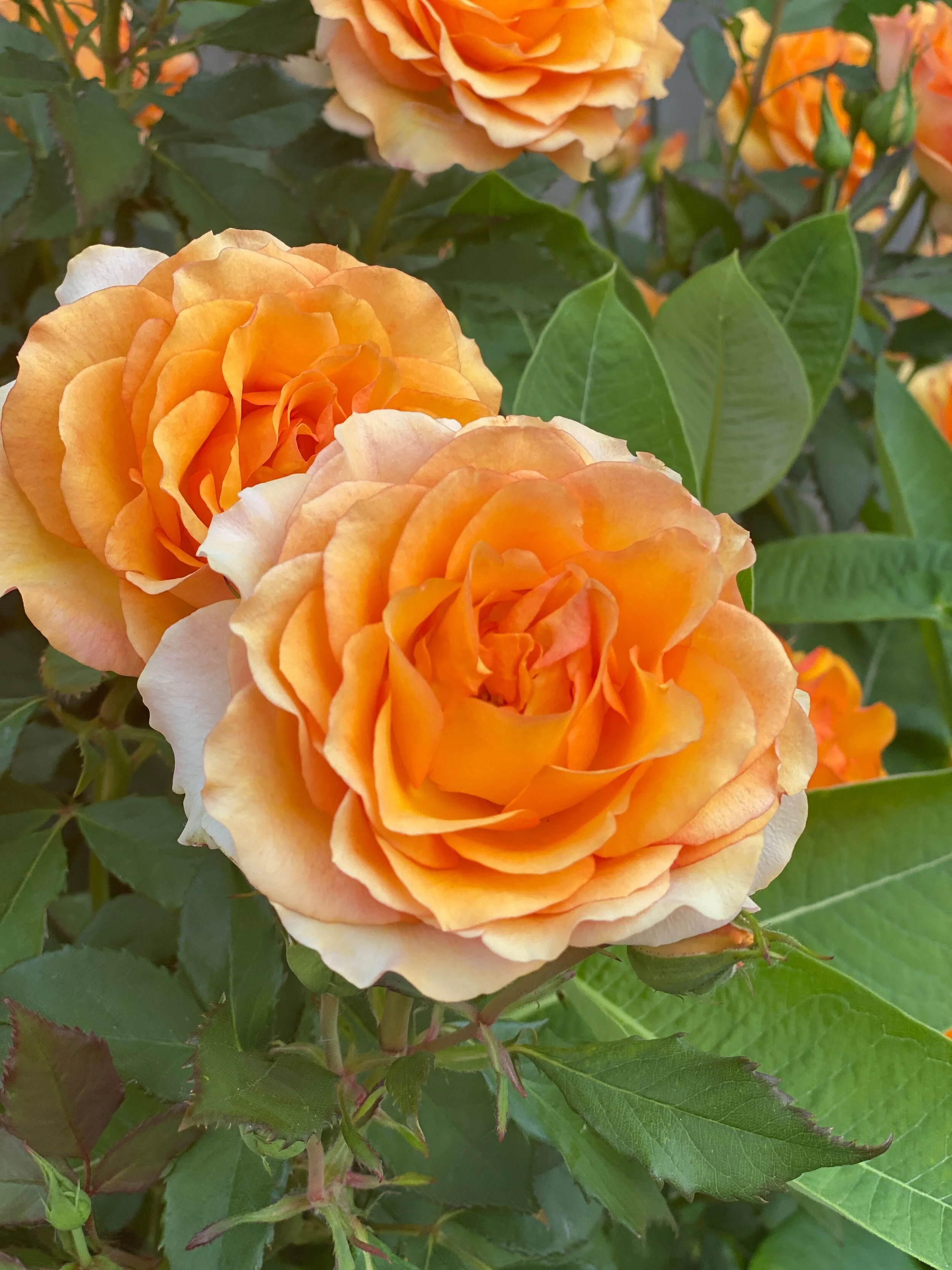 Asya Muzlera Macro Photography Portfolio.jpg