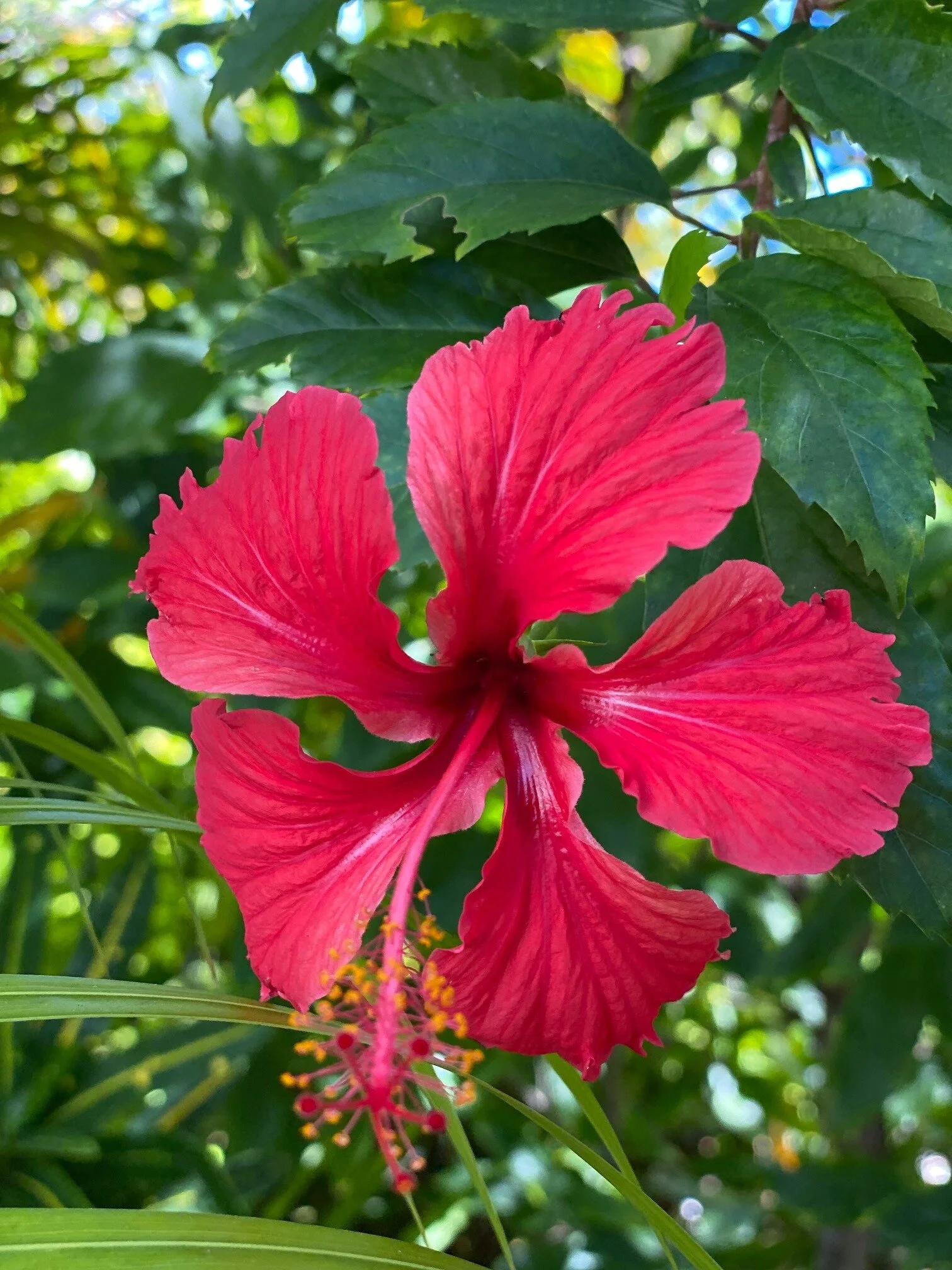 Asya Muzlera Macro Photography Portfolio.jpg