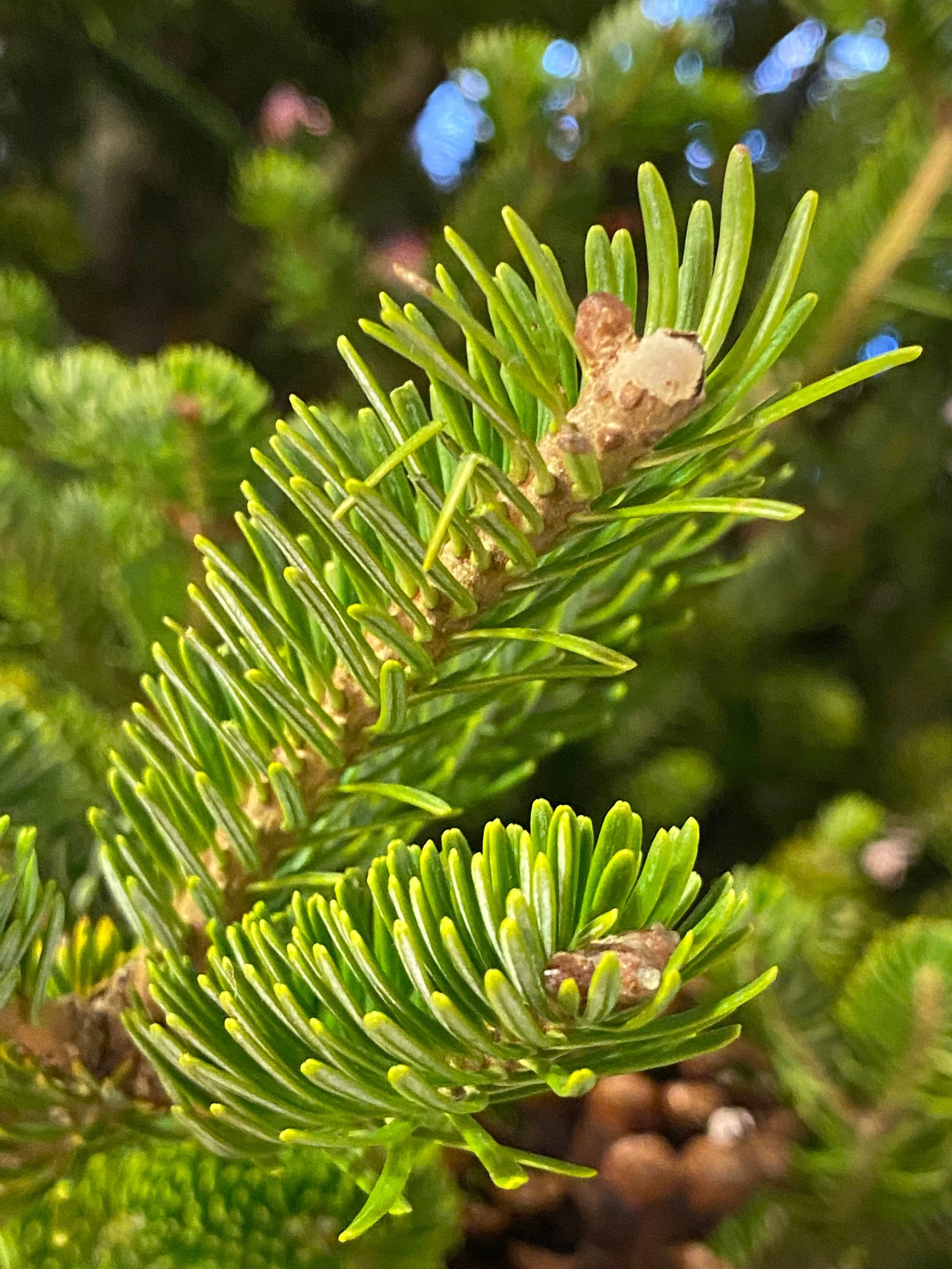 Asya Muzlera Macro Photography Portfolio.jpg