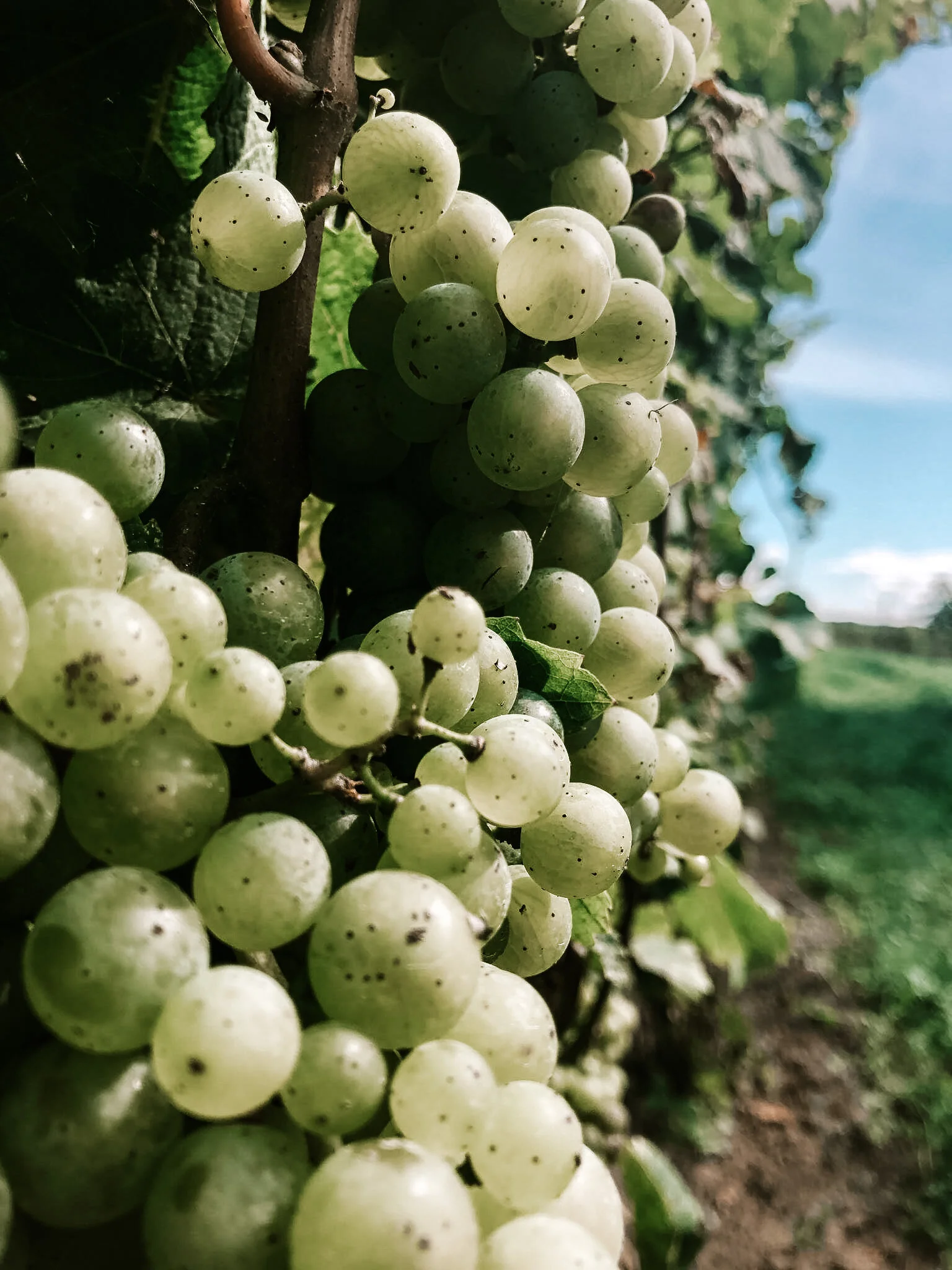 Asya Muzlera Macro Photography Portfolio.jpg