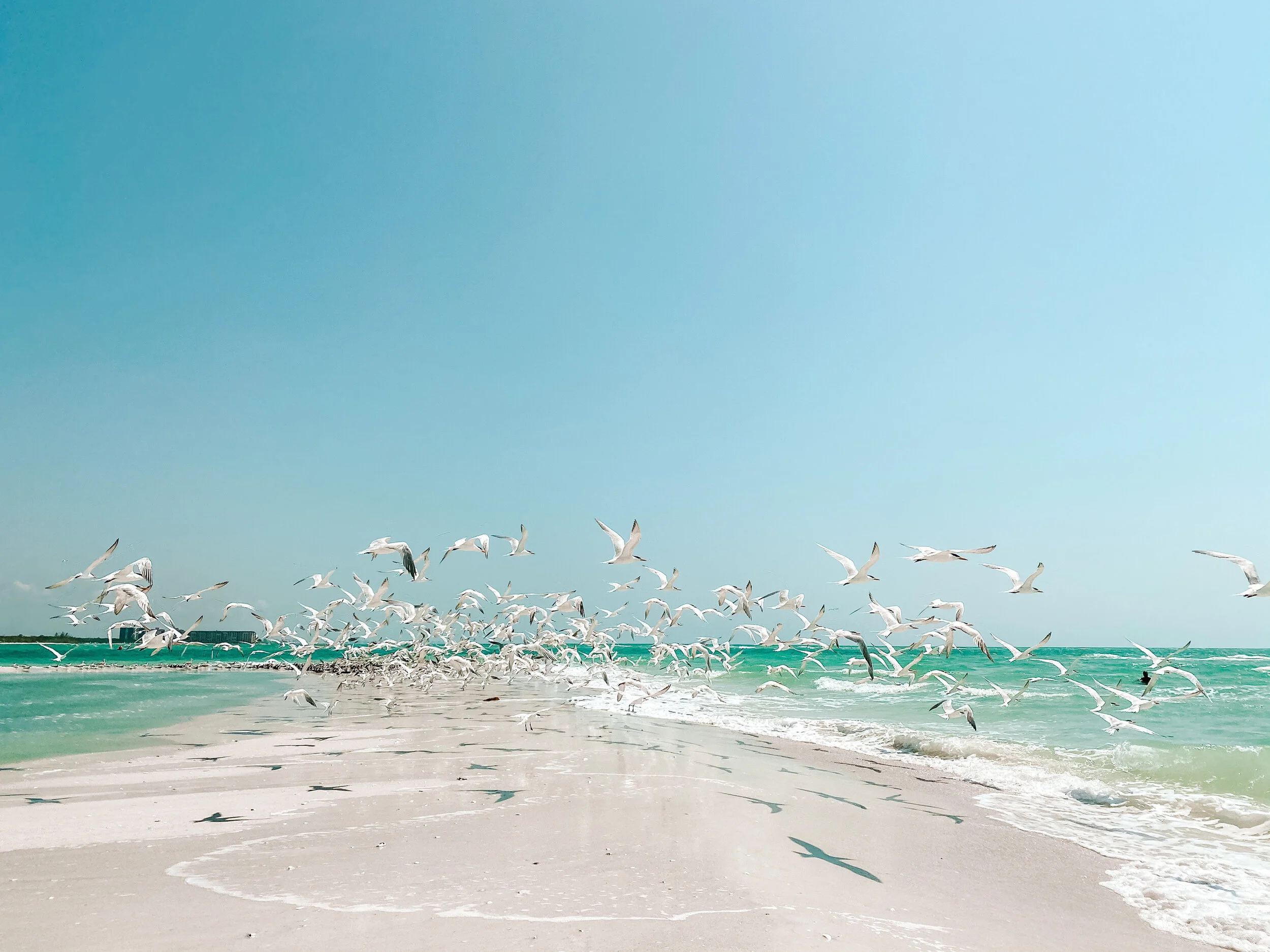 Sand bar with ocean on both sides and a flock of white sea gulls flying