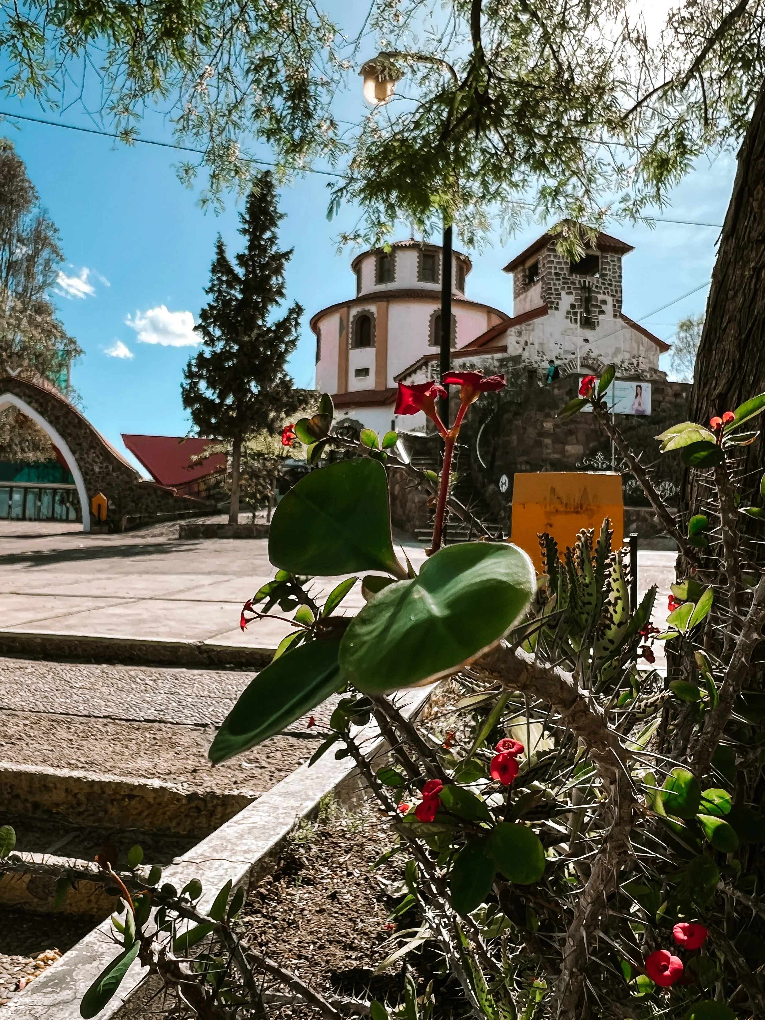 Asya Muzlera Macro Photography Portfolio.jpg