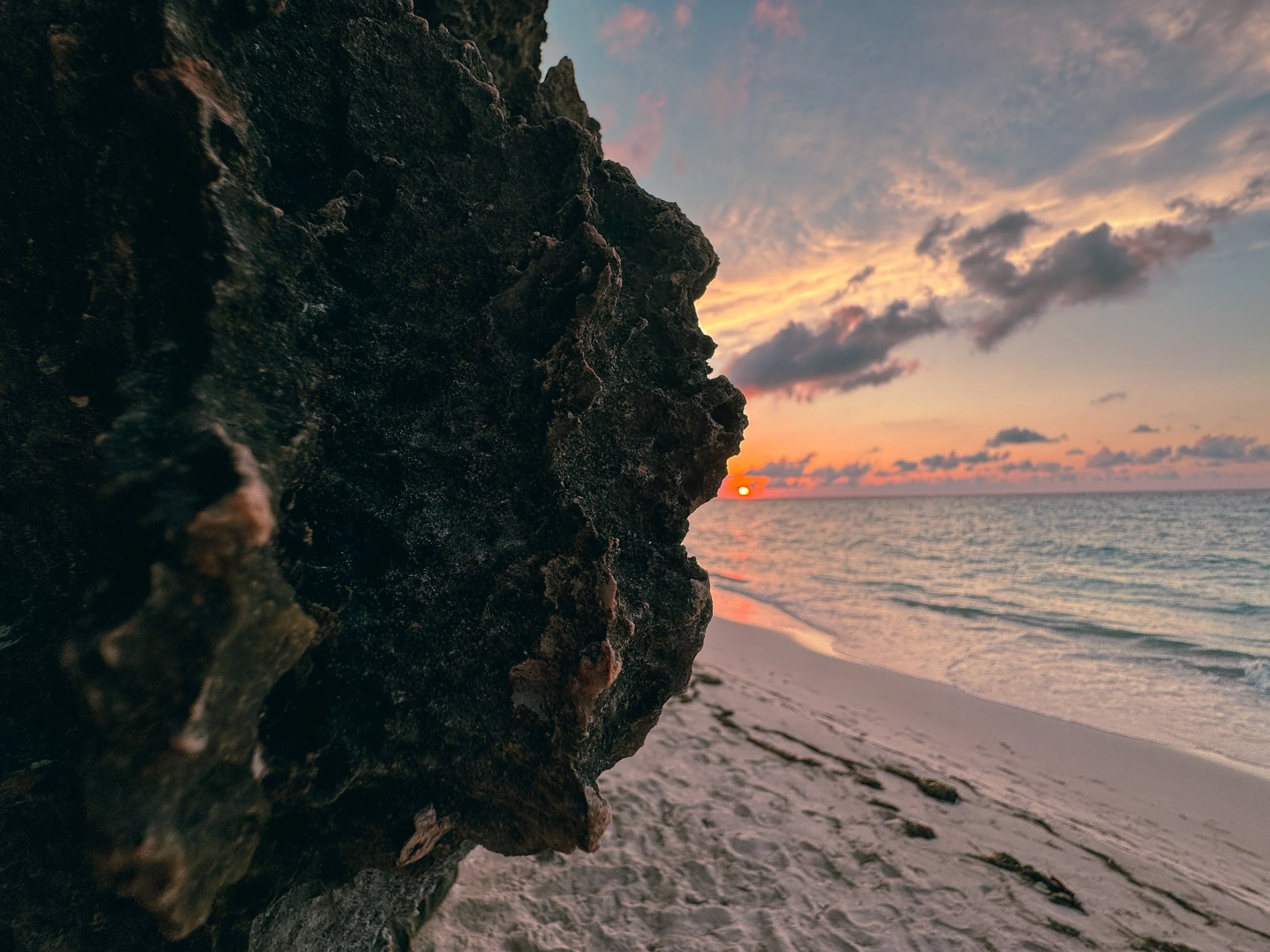 Asya Muzlera Macro Photography Portfolio.jpg