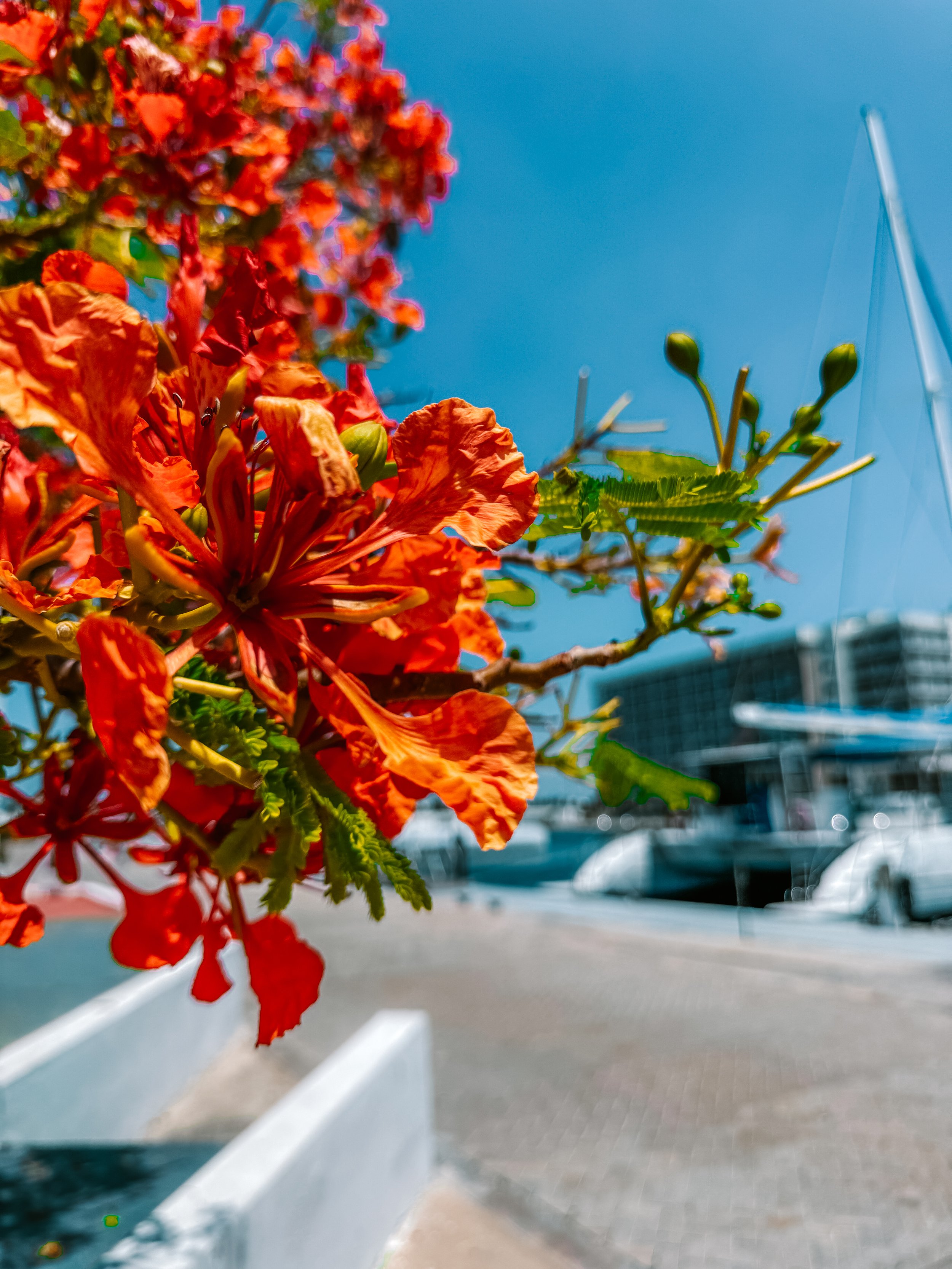 Asya Muzlera Macro Photography Portfolio.jpg