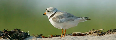 pict_conservation-plover.jpg