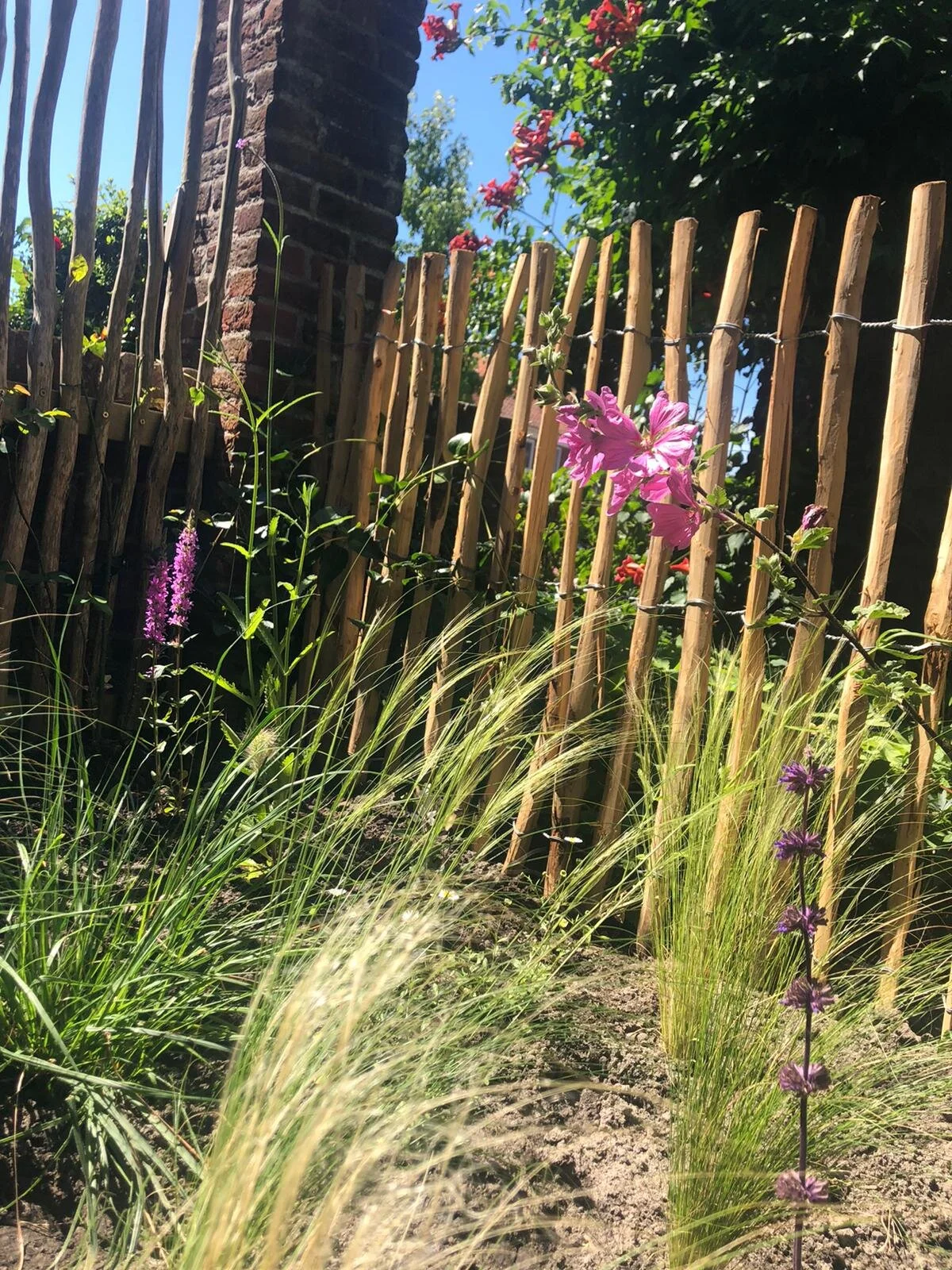 Wuivende siergrassen en bloemen in Castricum