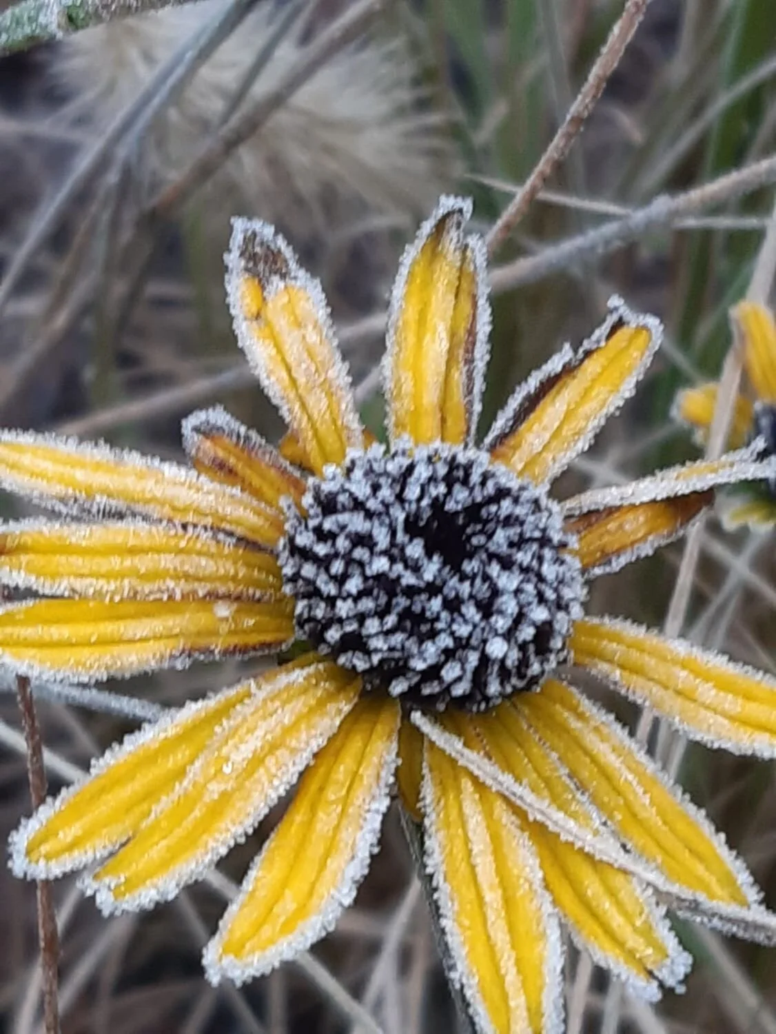 Natuurlijke bloementuin in Amsterdam-Noord