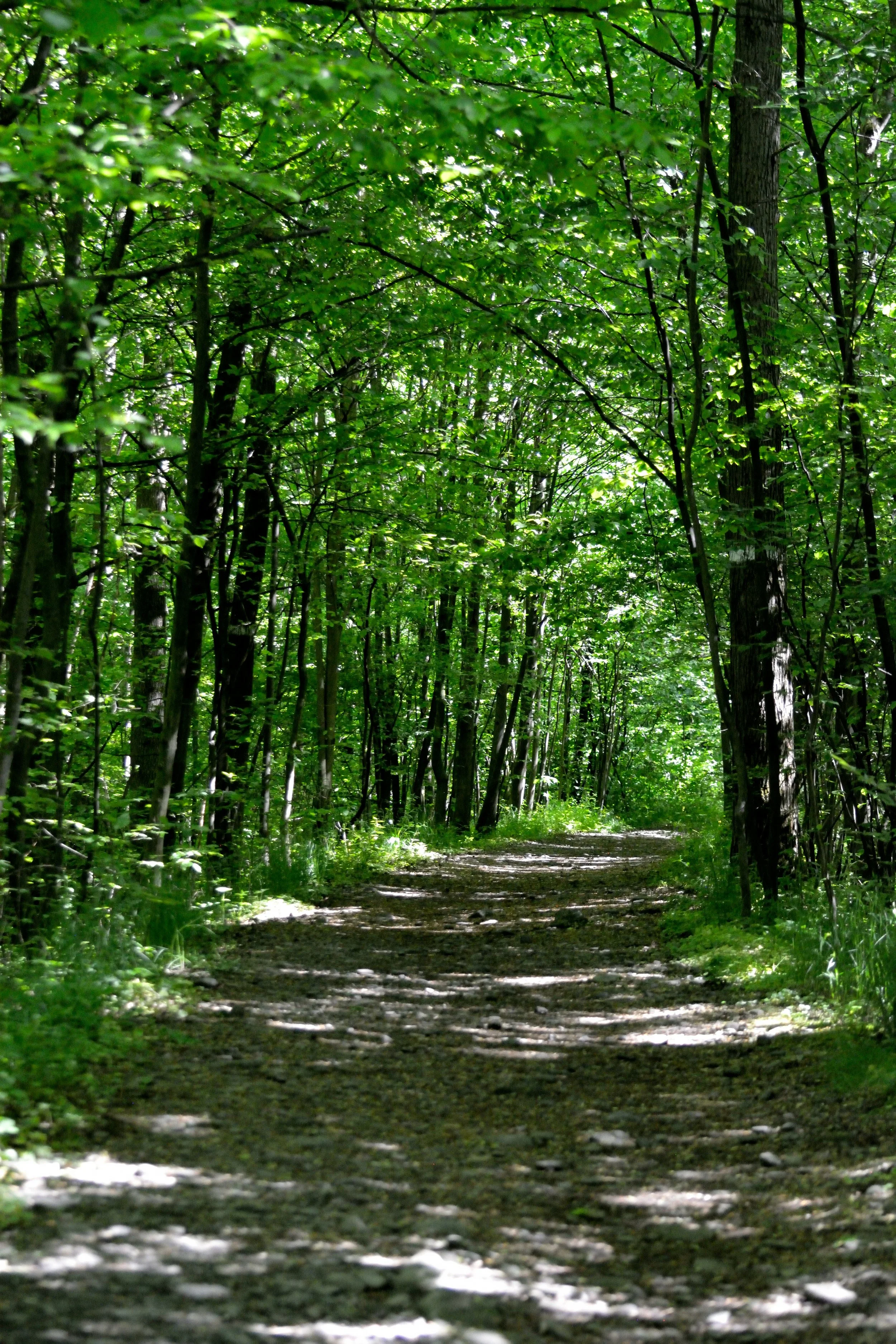Forest path representing Trauma Therapy