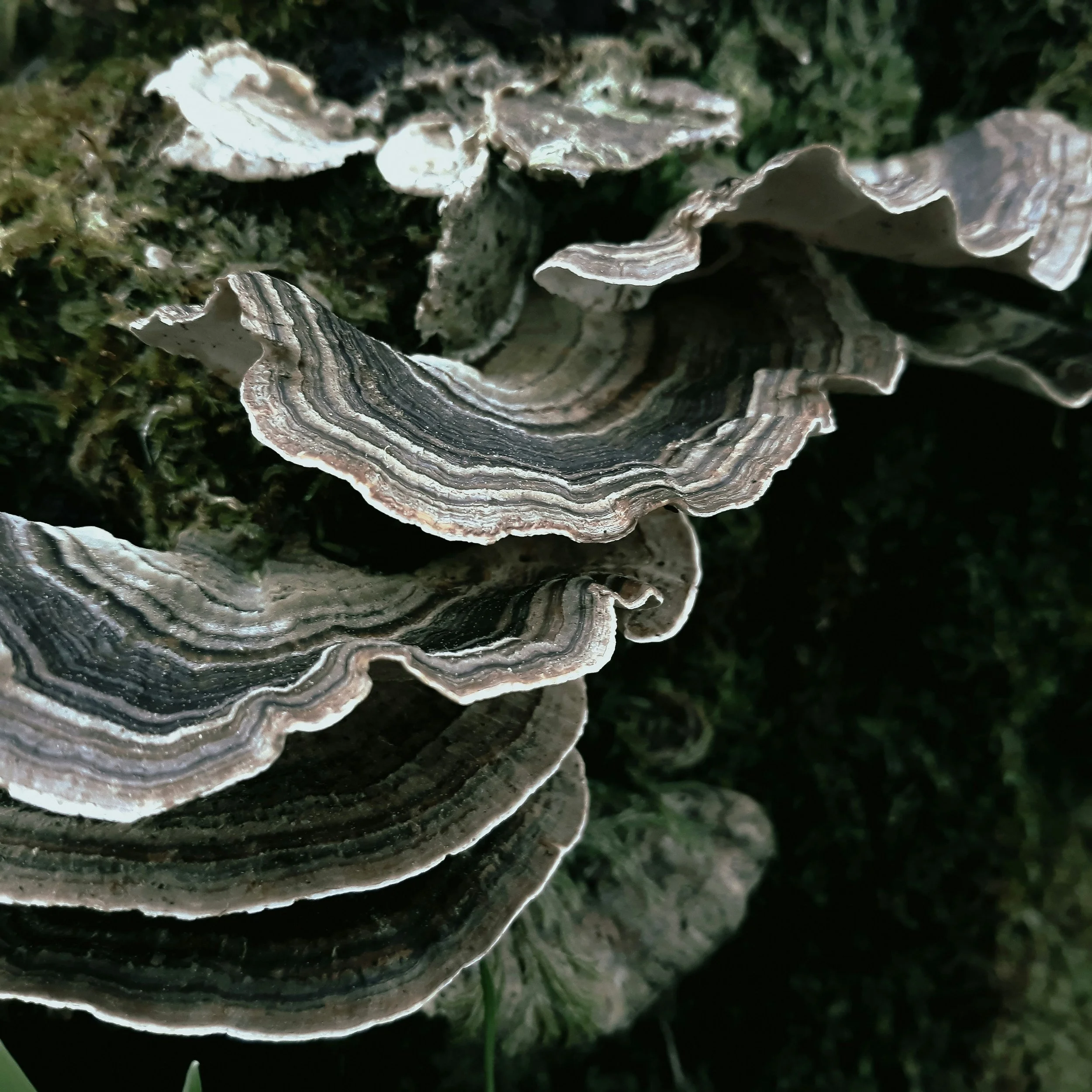 Symbiotic moss and mushrooms growing together - trauma group therapy Los Angeles