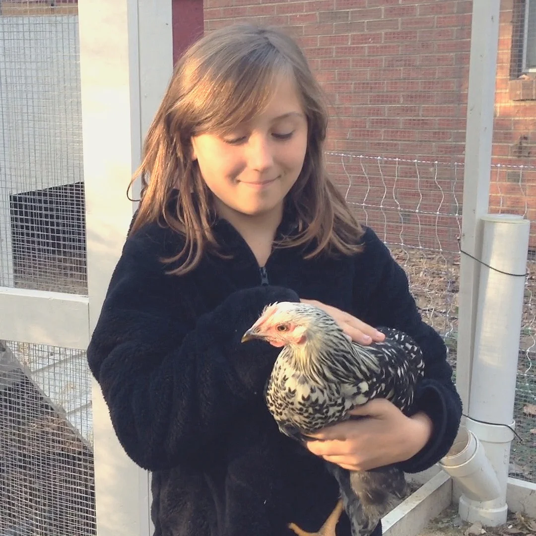 How to Catch a Chicken