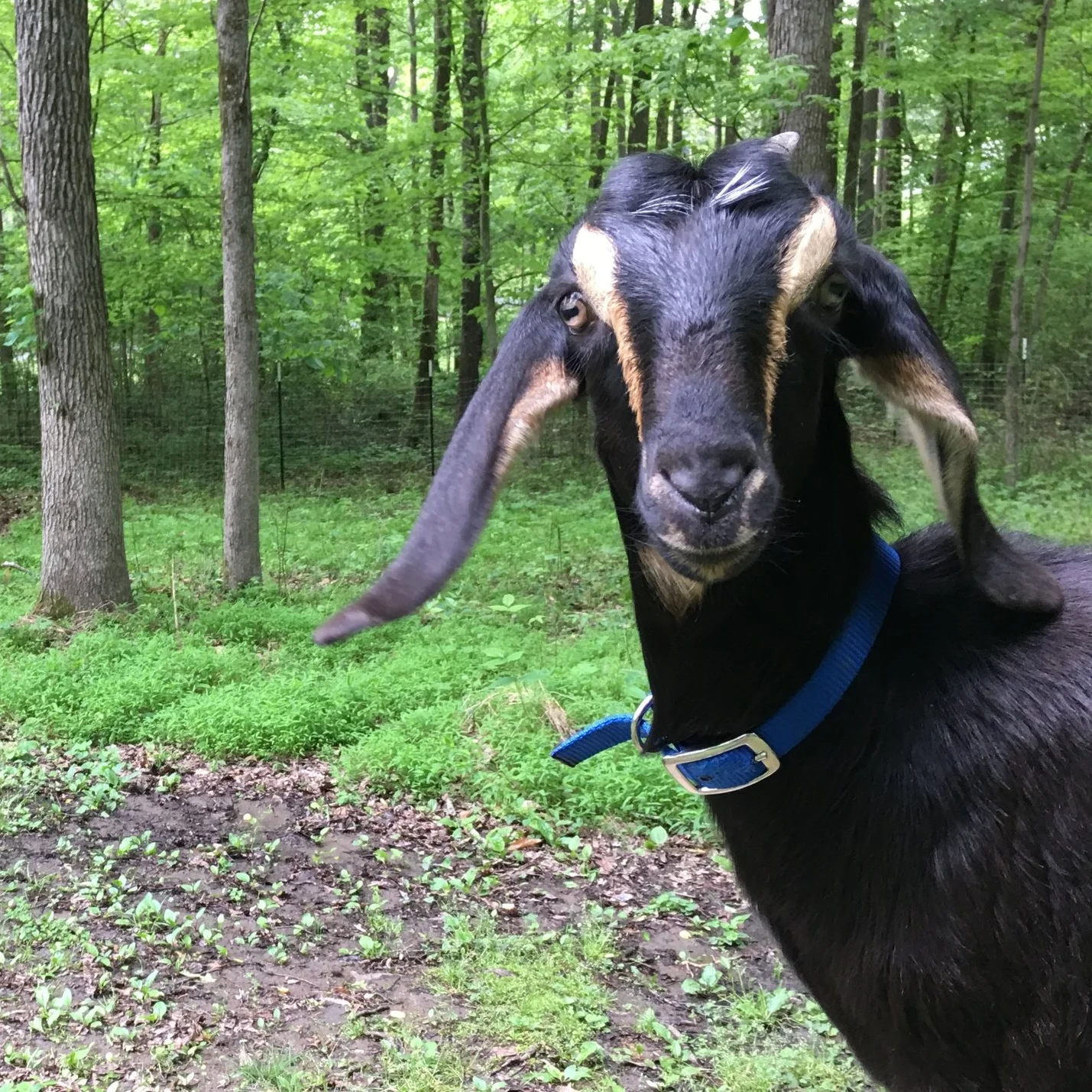 We Got GOATS!