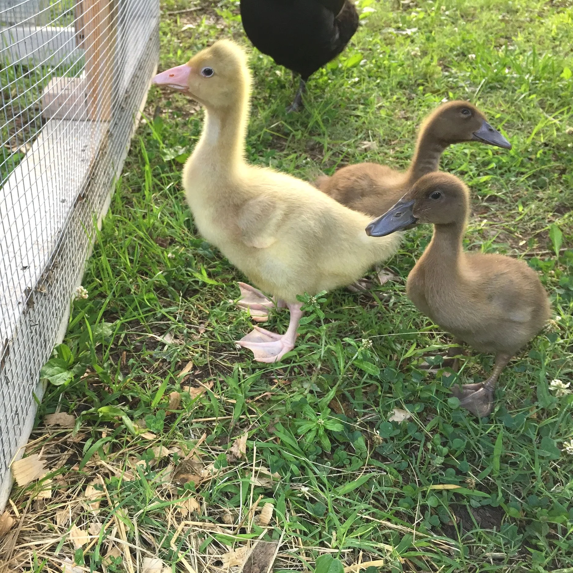 Adding Ducks and a Goose to Our Homestead