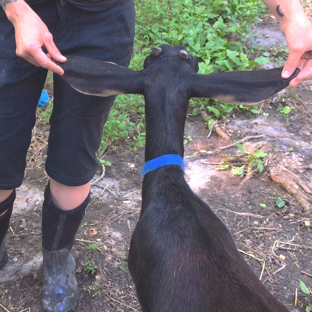 Our Daily GOAT Routine
