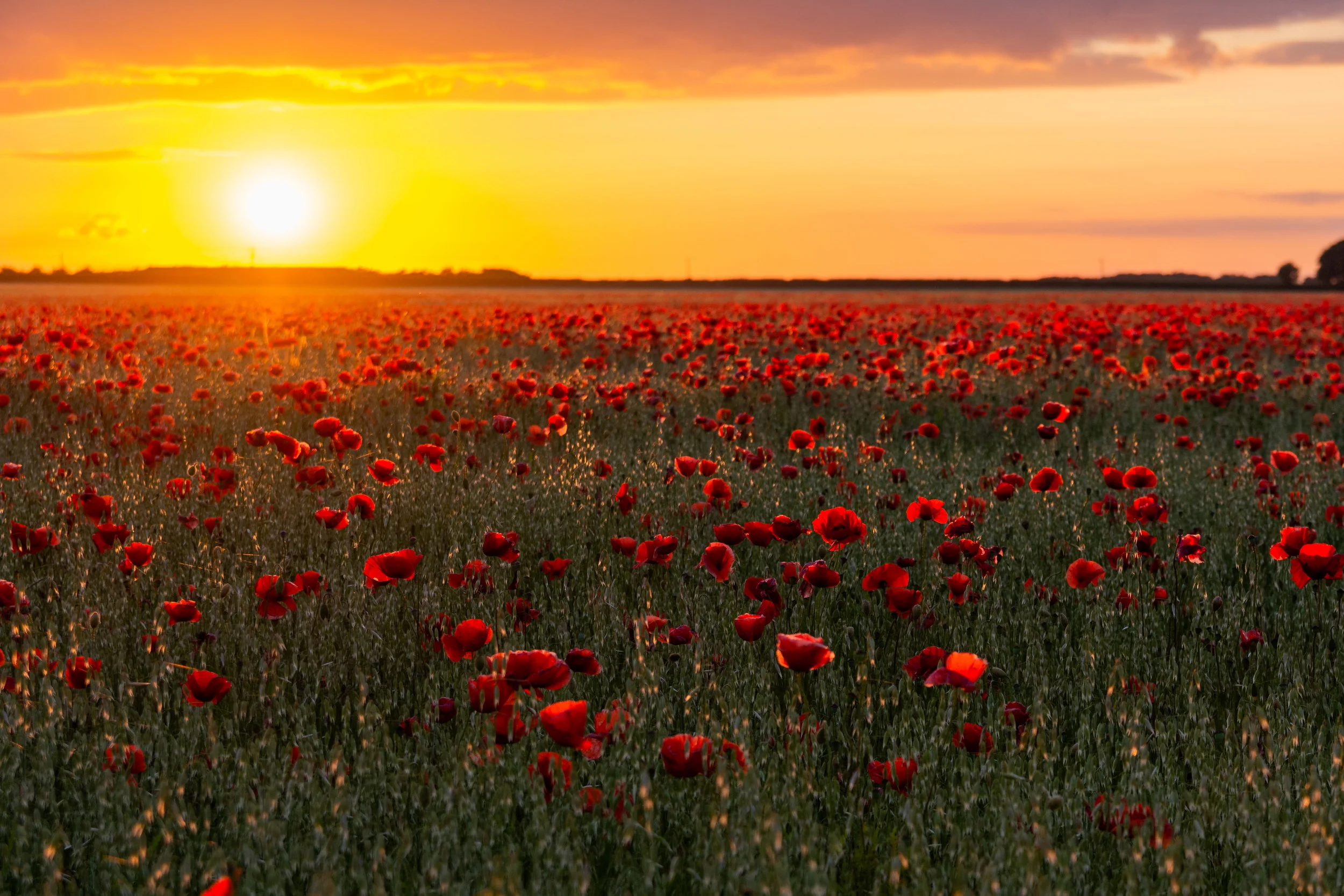 poppy sunset-4.jpg