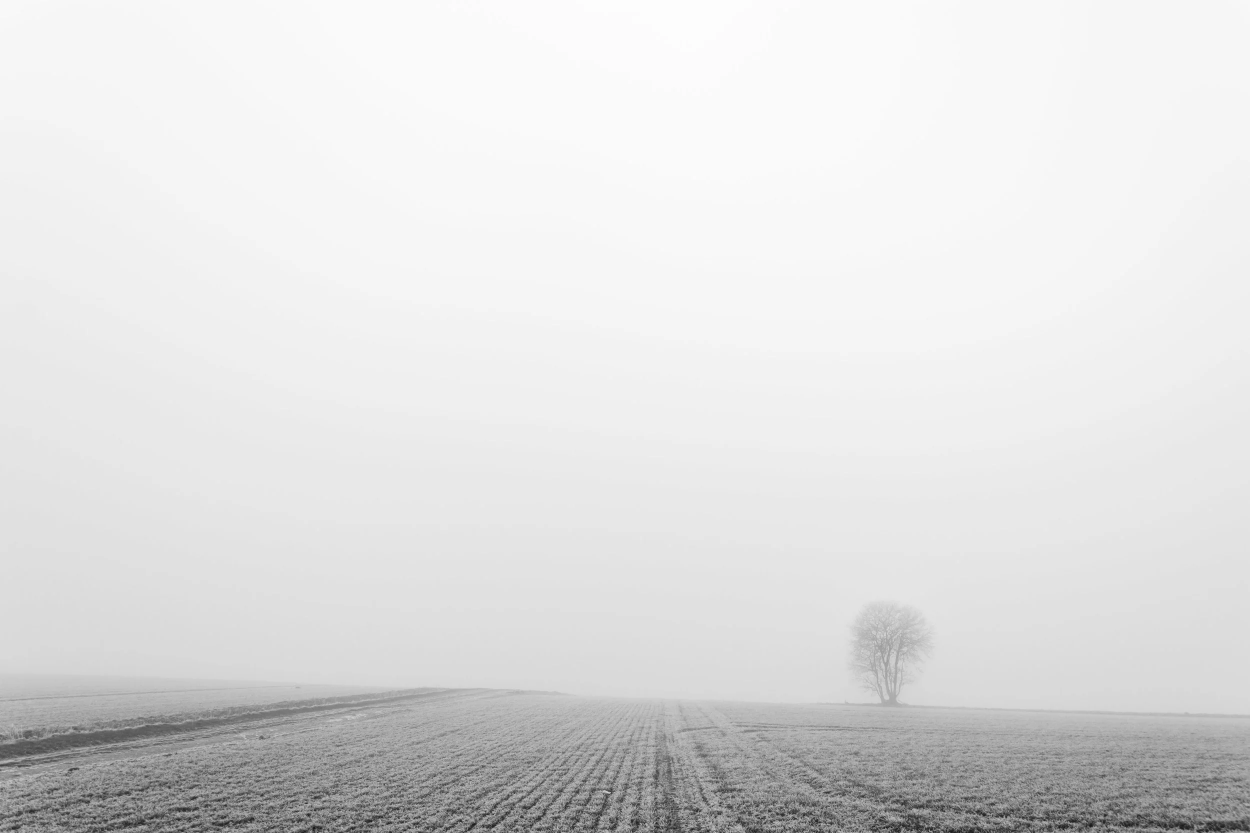Tree fog-28.jpg