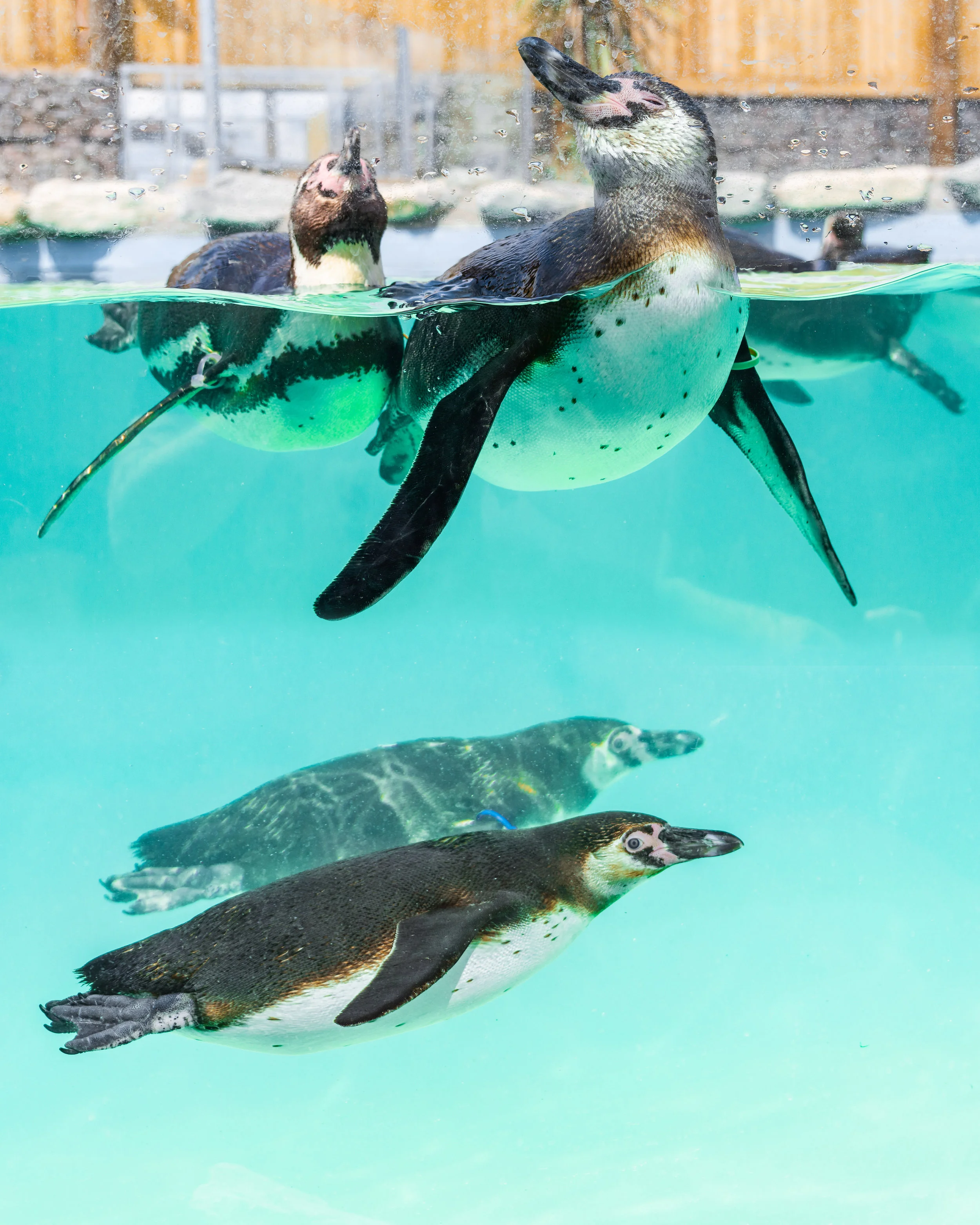 penguins3.jpg