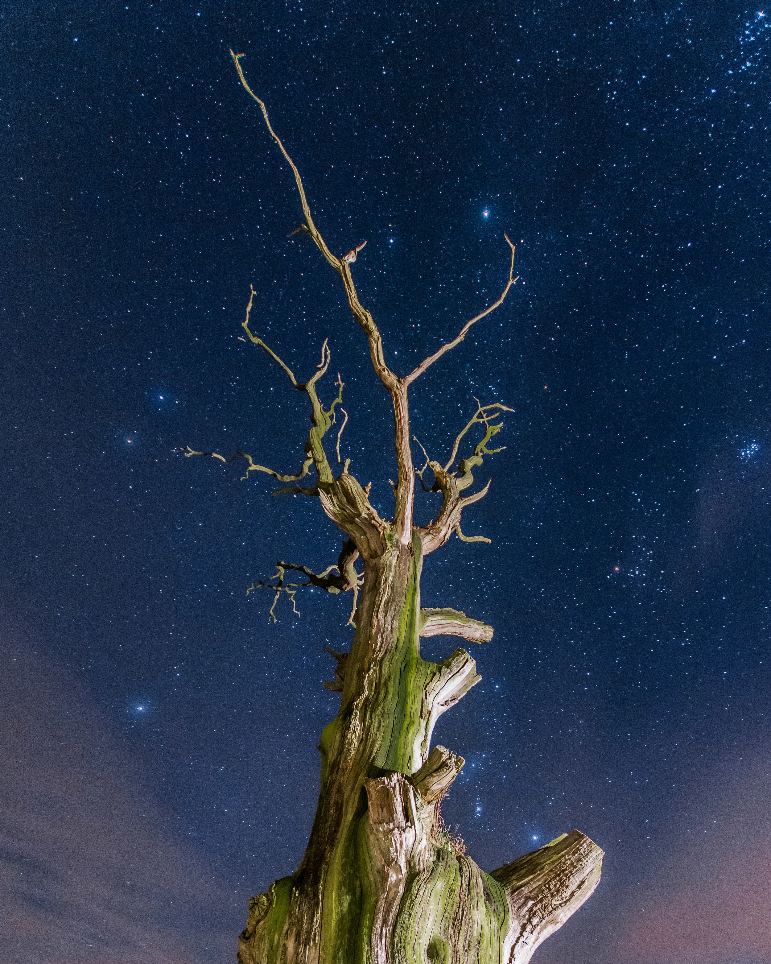 Tree star-2.jpg