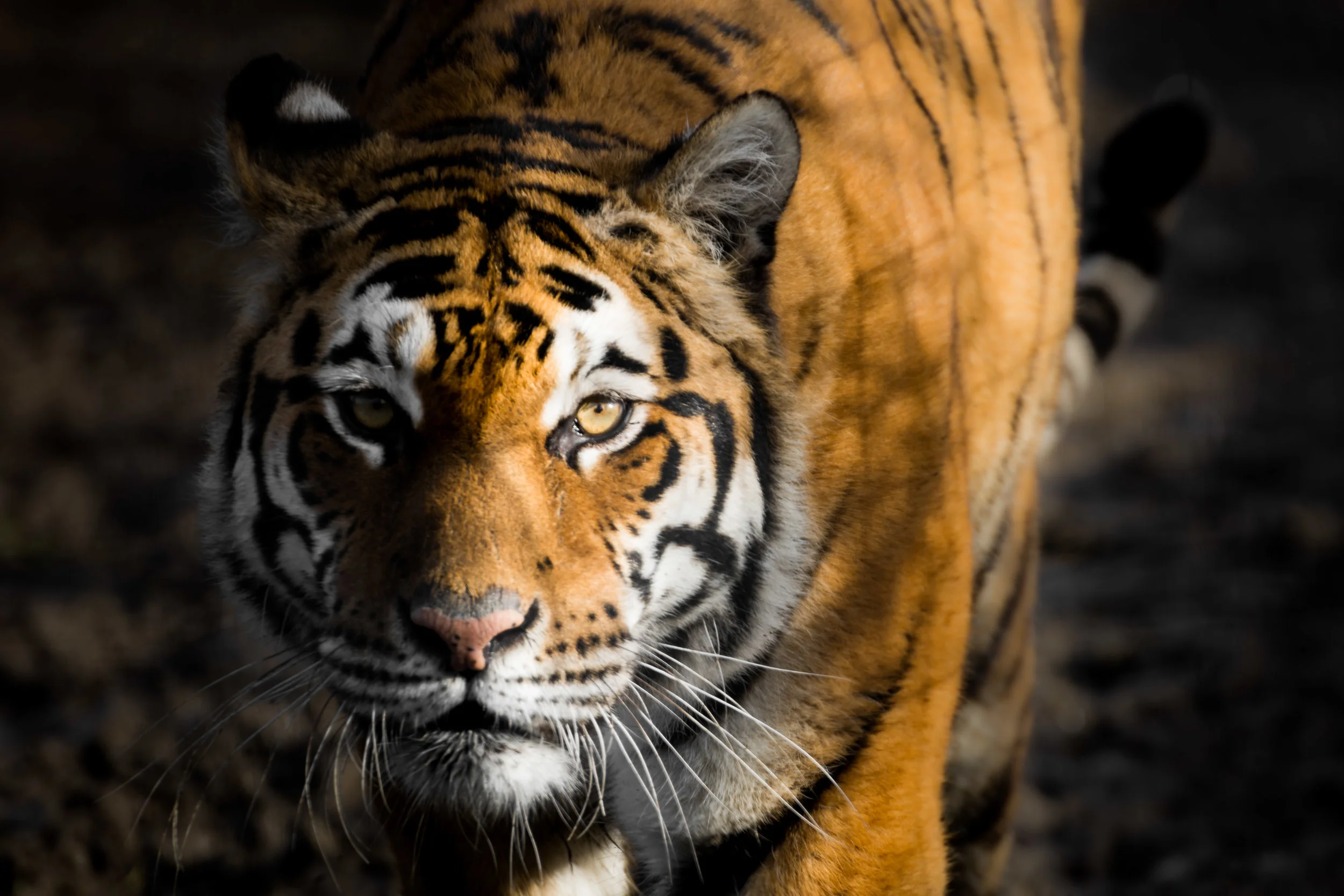 REEDITTIGER.jpg