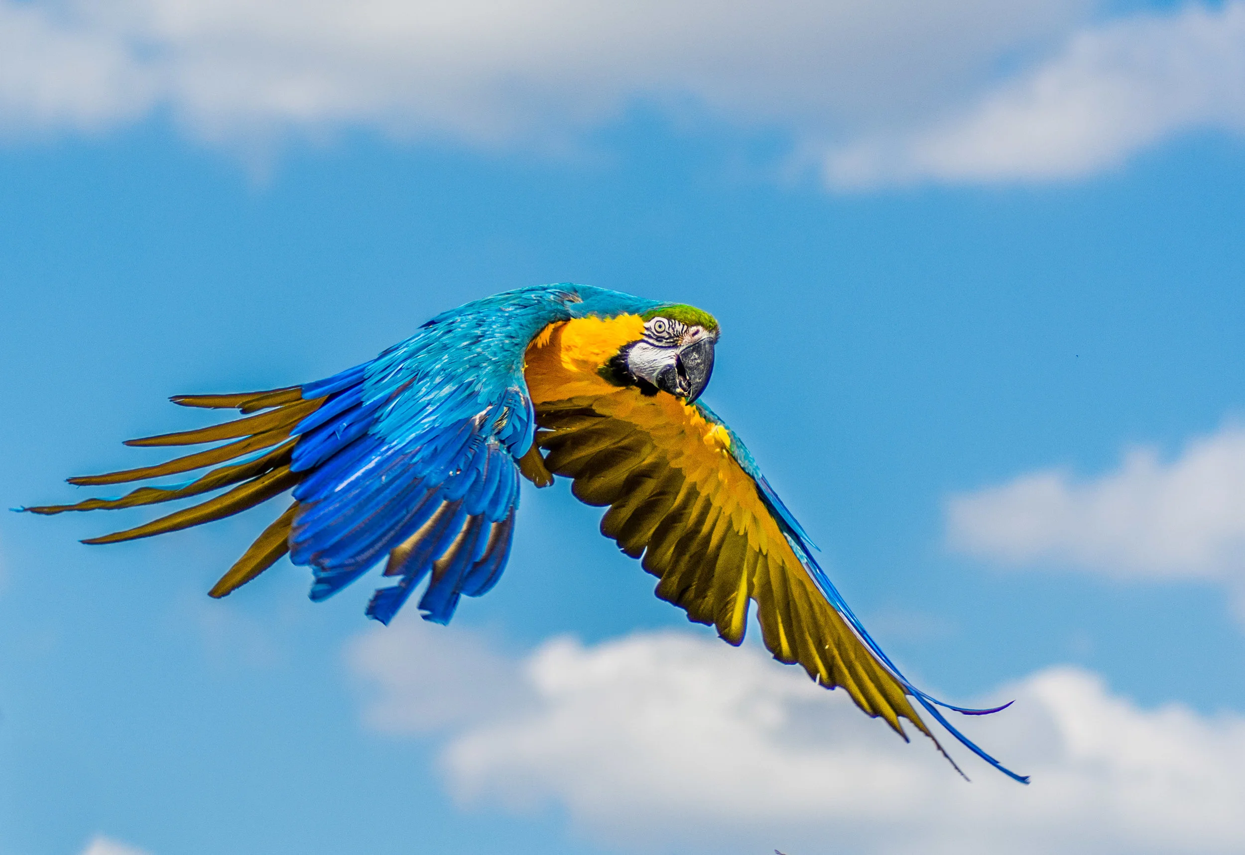 NEWparrot.jpg