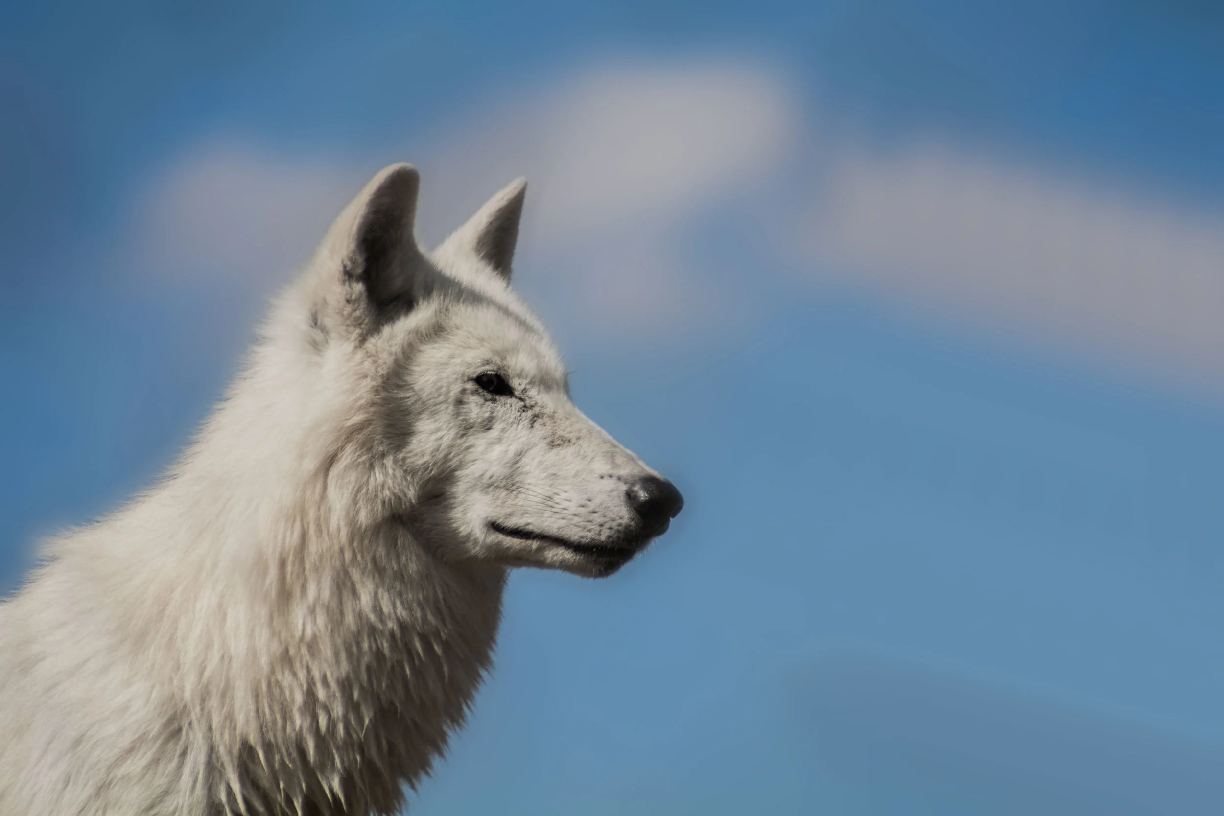 clean wolf.jpg