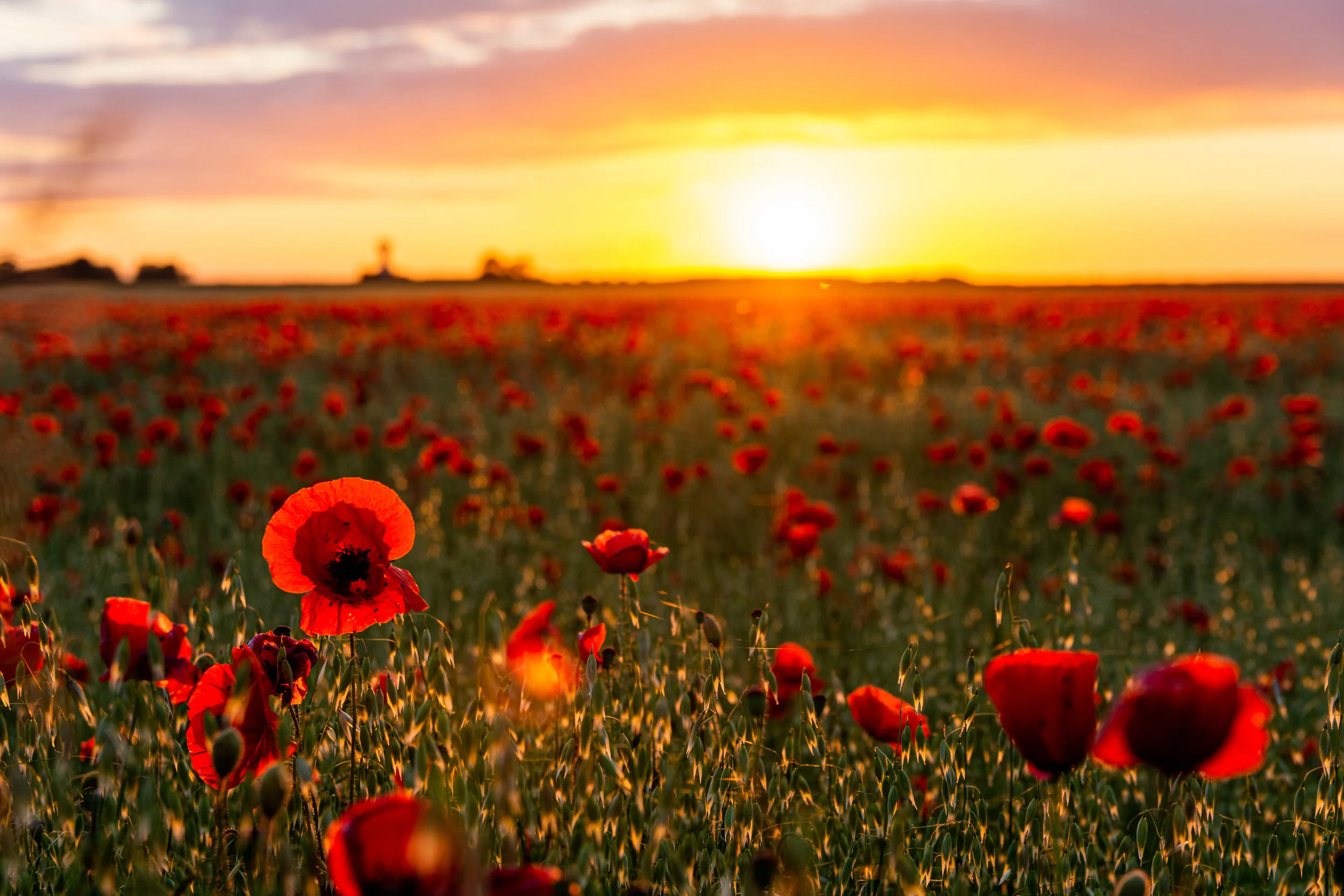 poppy sunset-6.jpg