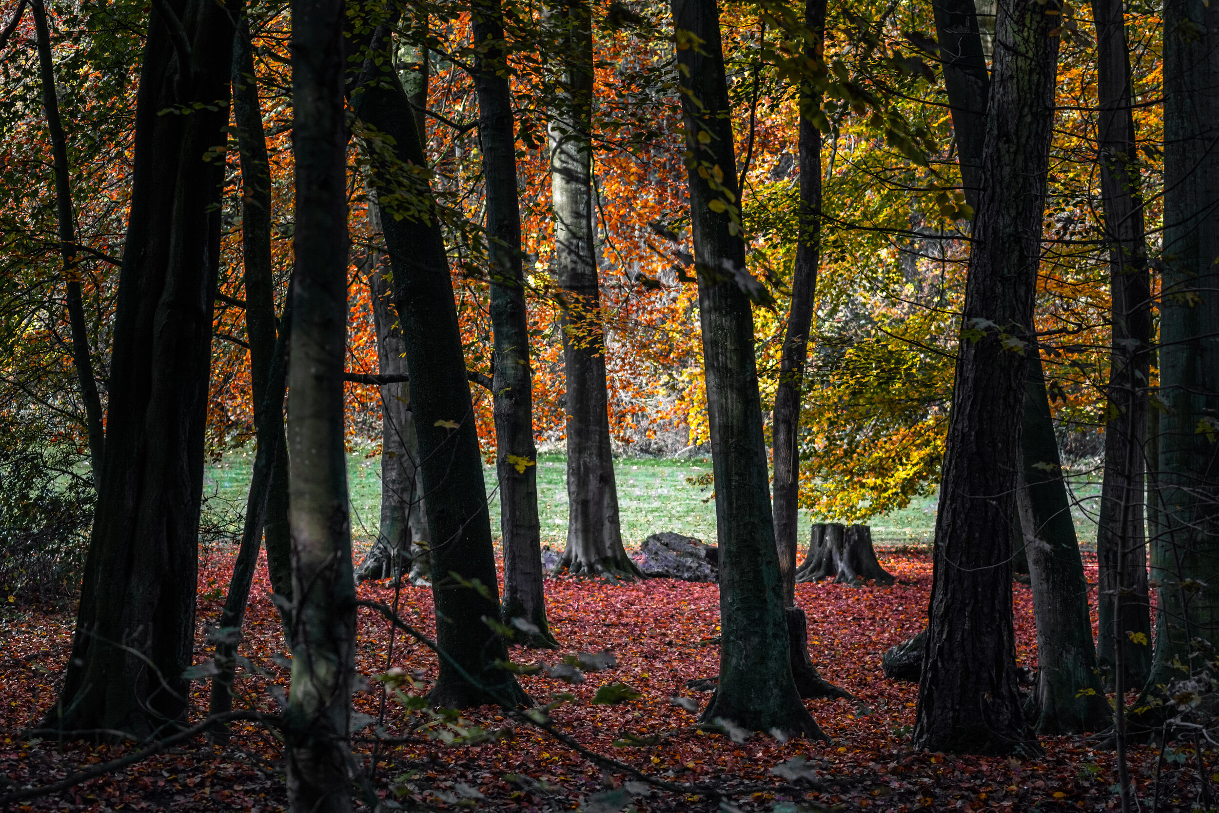 autumn-9.jpg