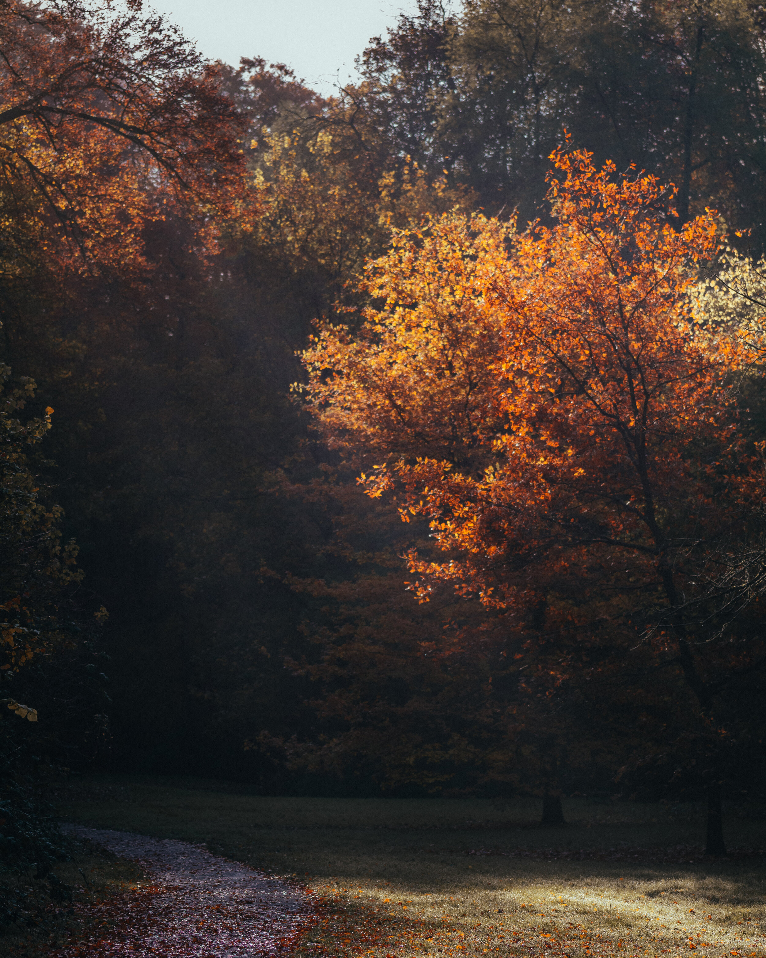 autumn-12.jpg