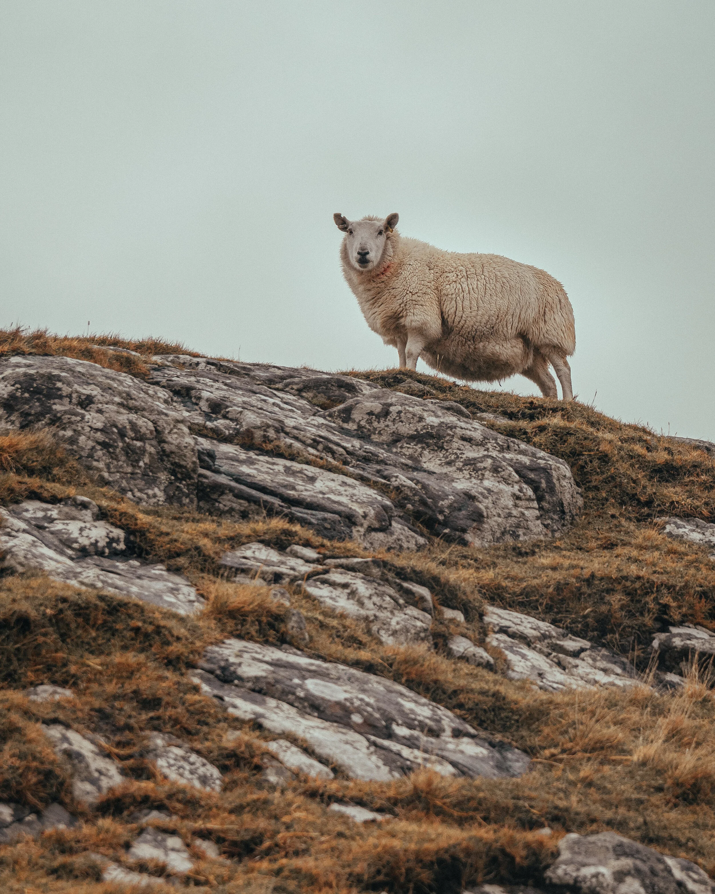 Skye-21.jpg