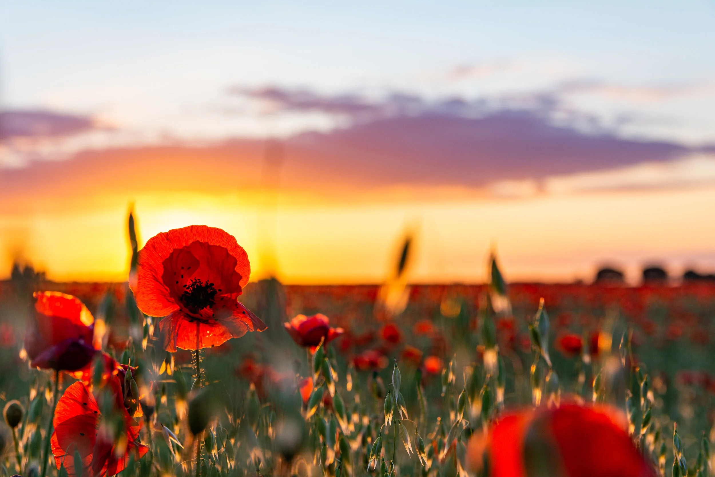 poppy sunset-5.jpg