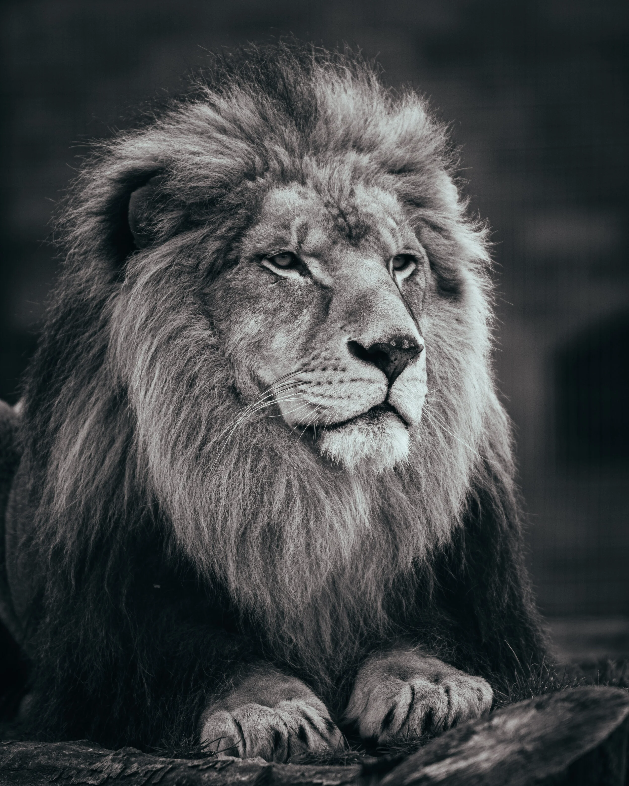 wolds lion-2.jpg